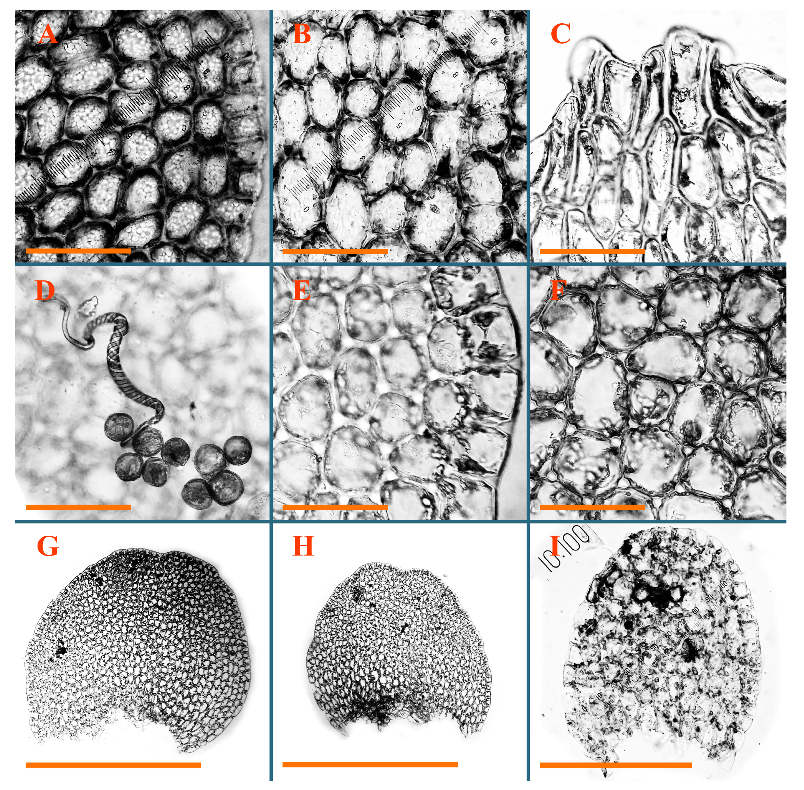 Plants 12 03935 g044