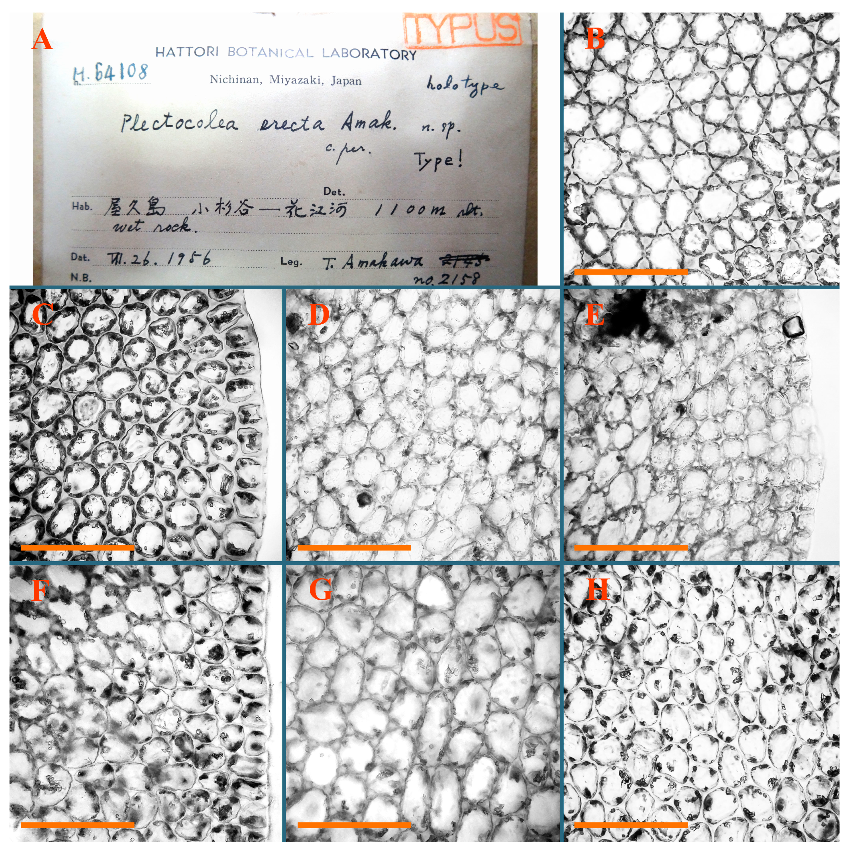 Plants 12 03935 g047