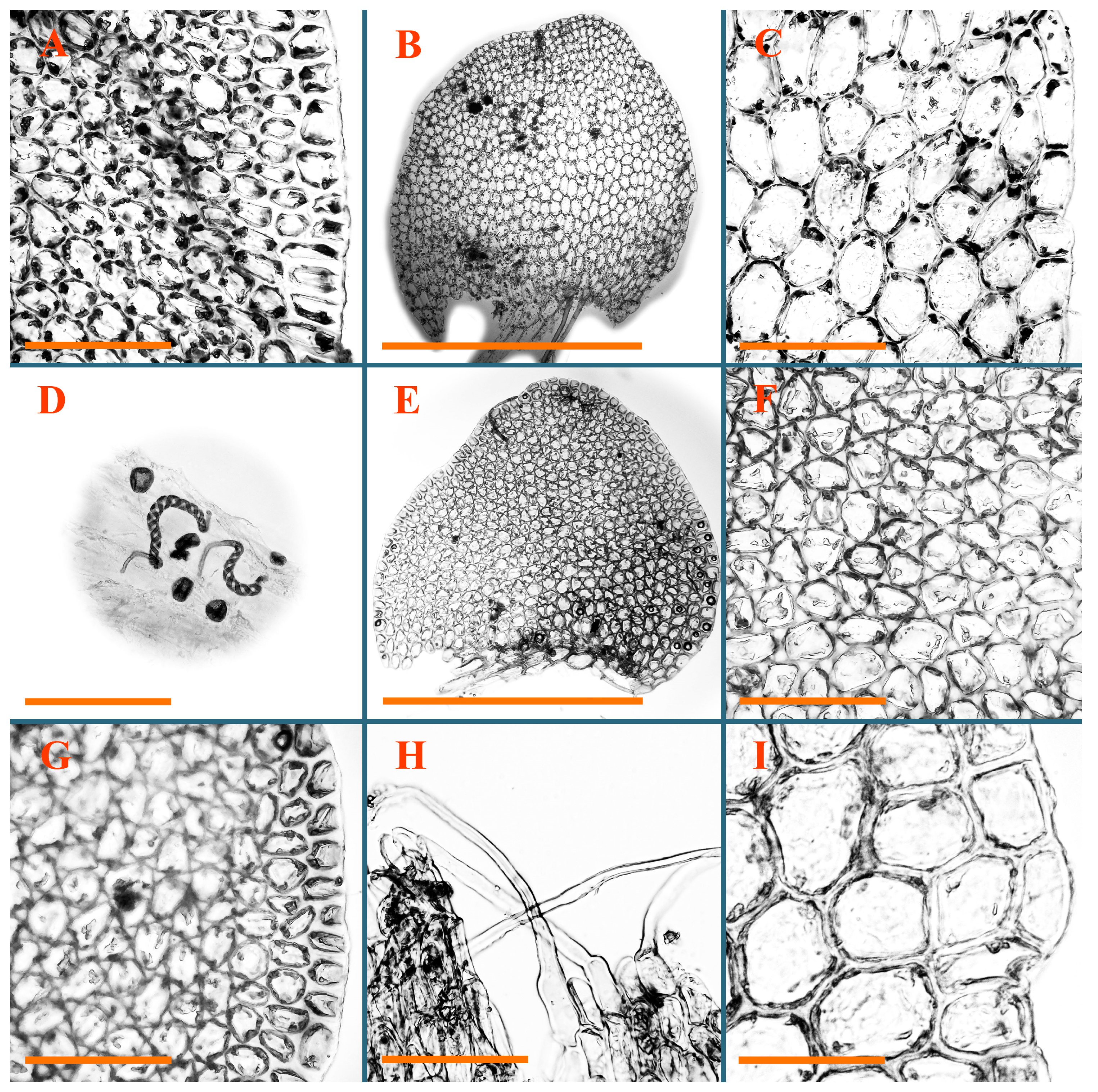 Plants 12 03935 g050