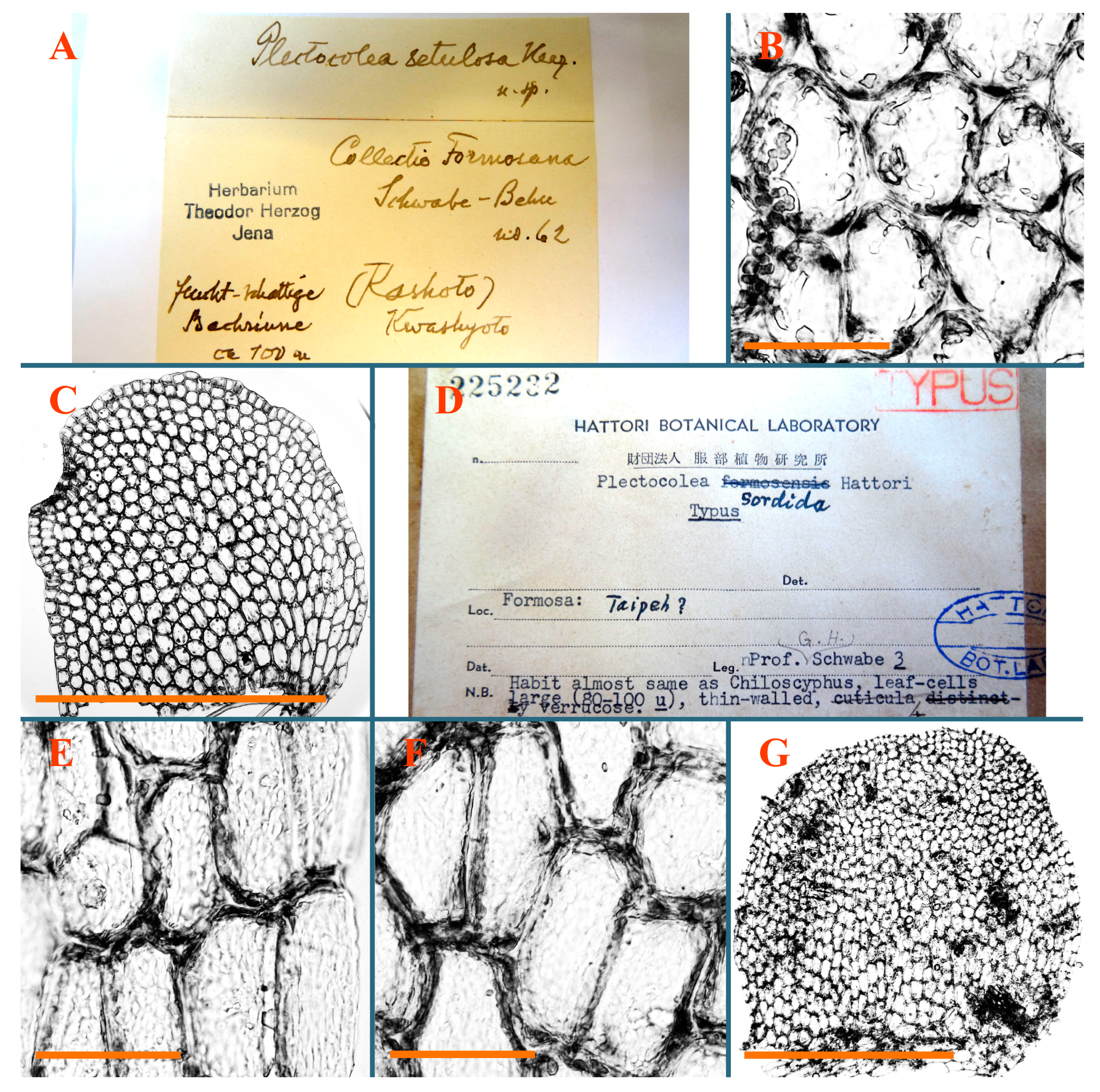 Plants 12 03935 g053