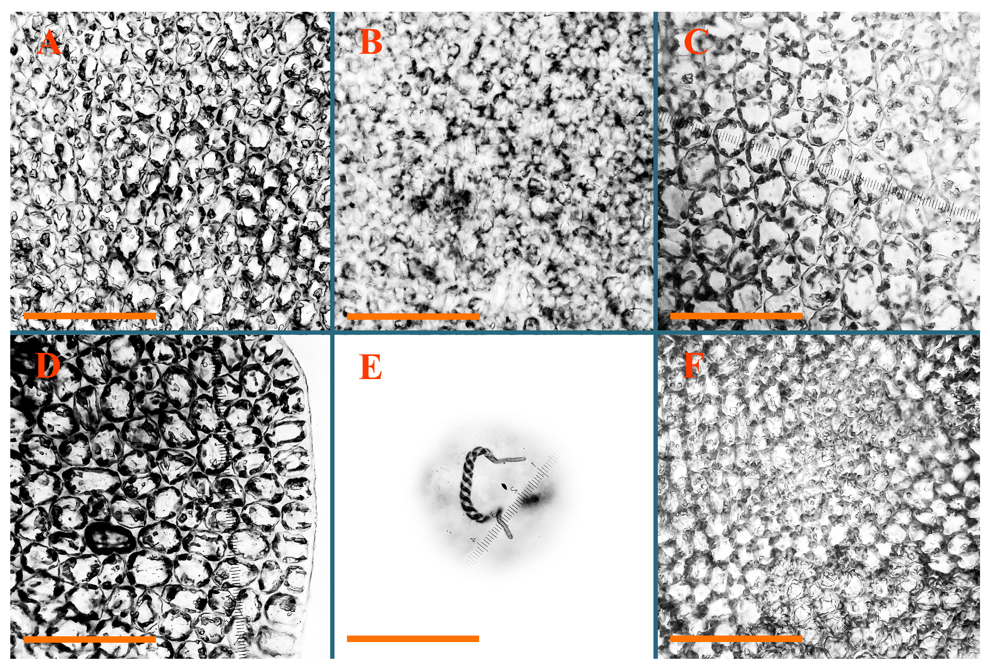 Plants 12 03935 g055