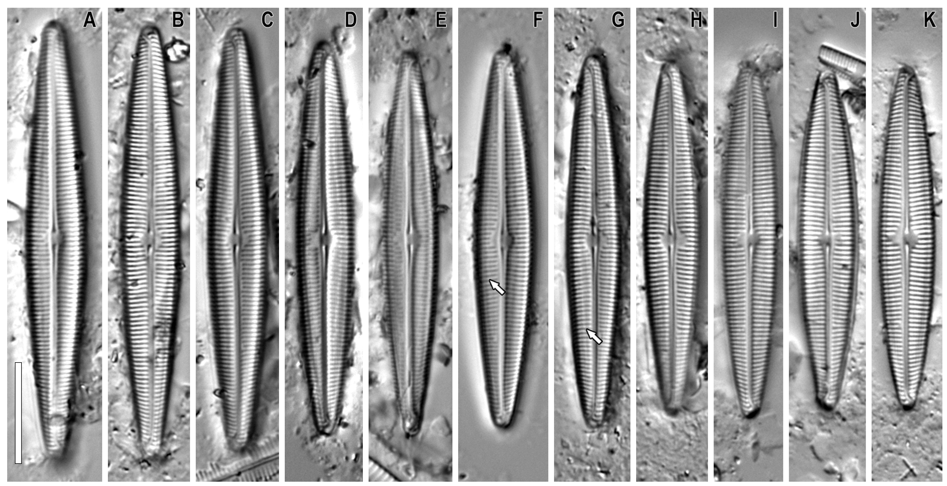 Plants 12 03941 g001