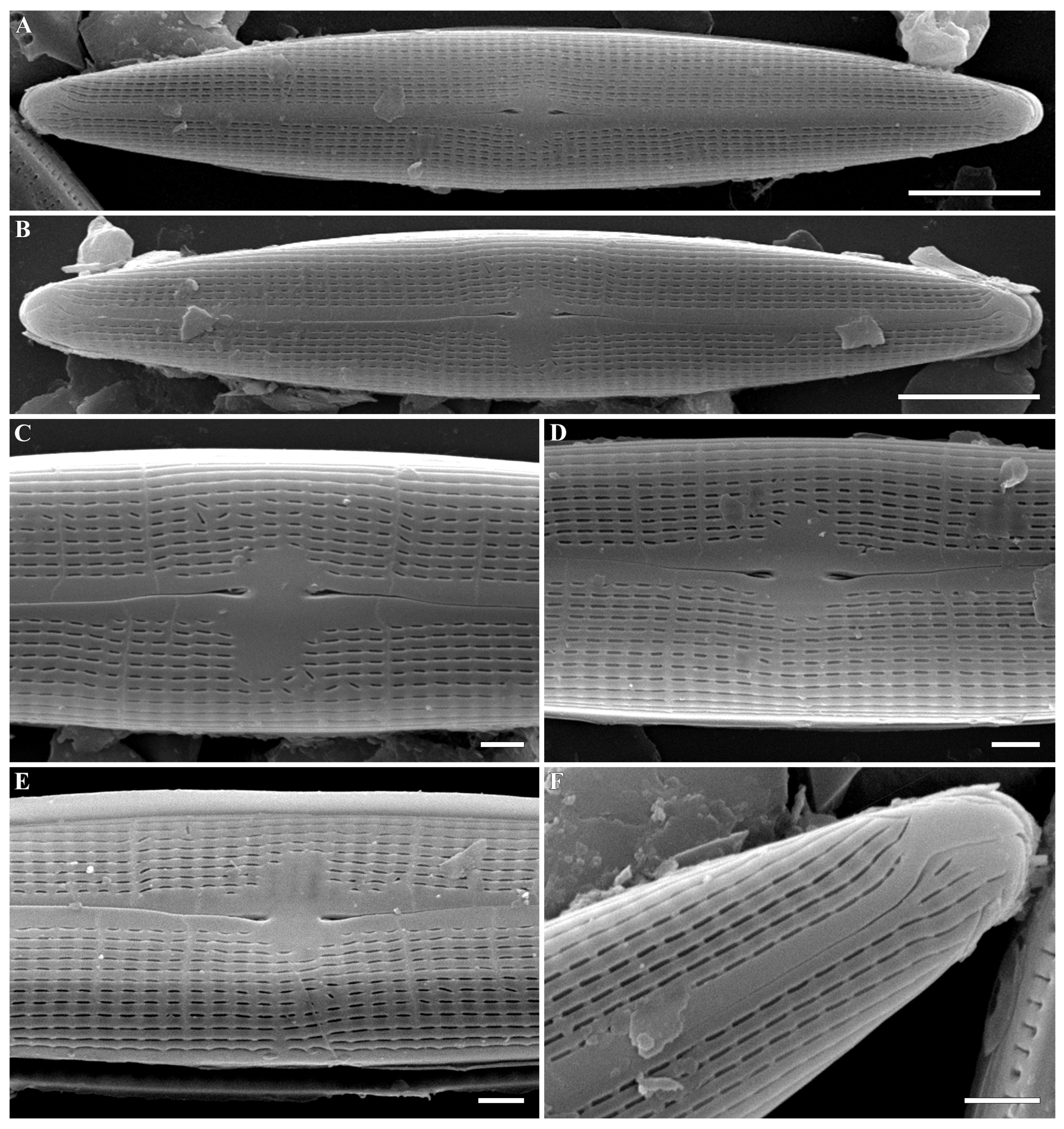 Plants 12 03941 g002