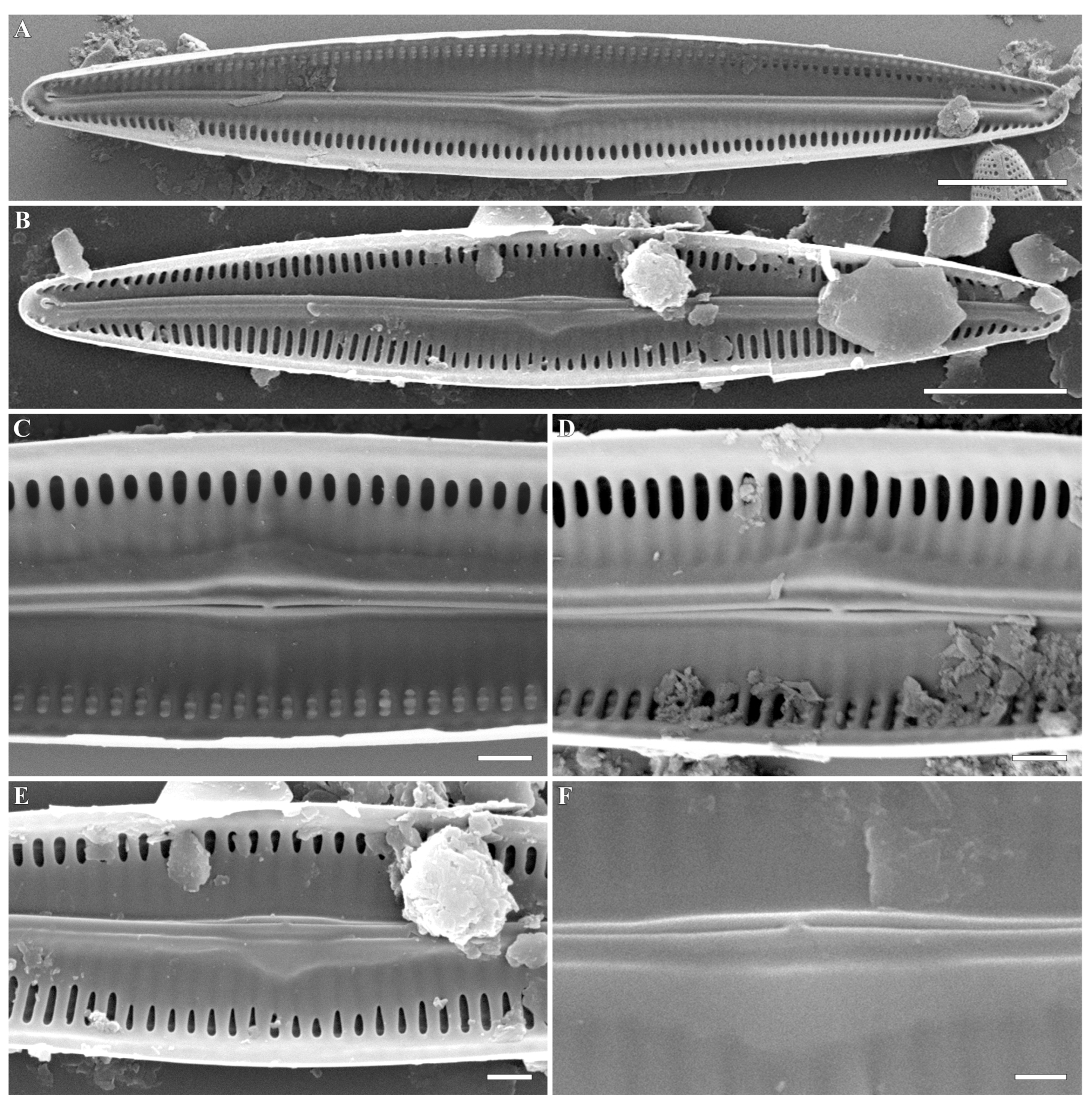 Plants 12 03941 g003