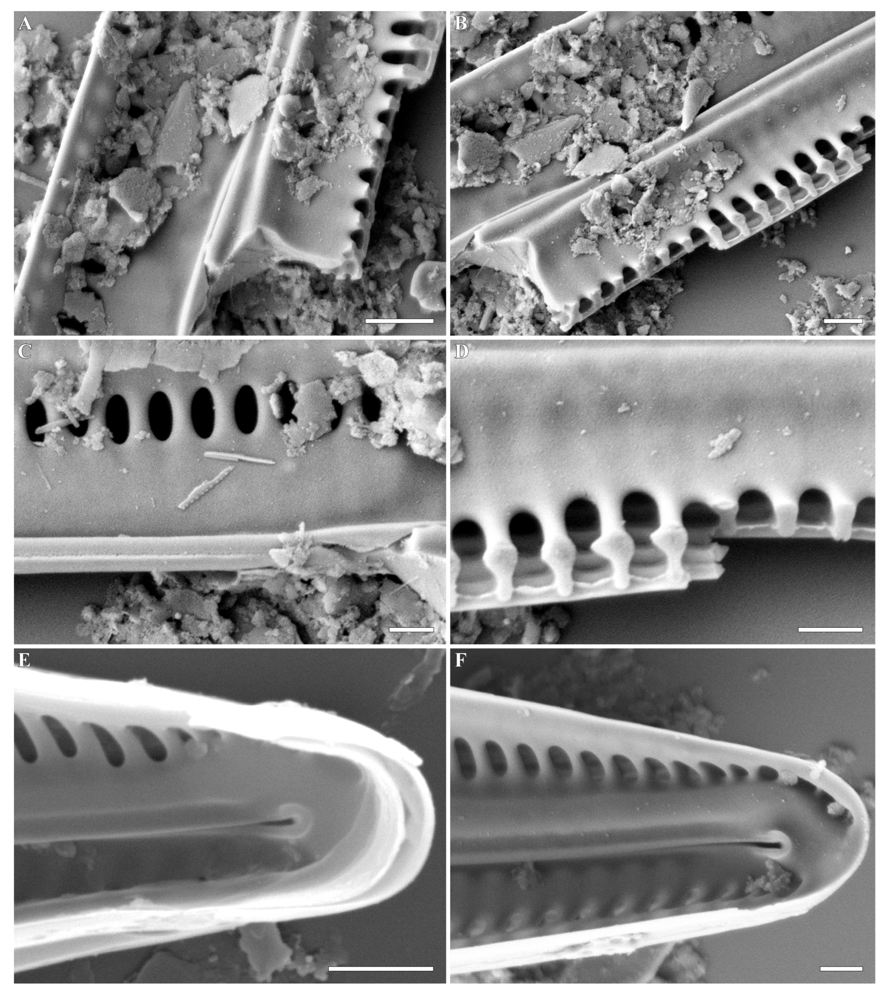 Plants 12 03941 g004