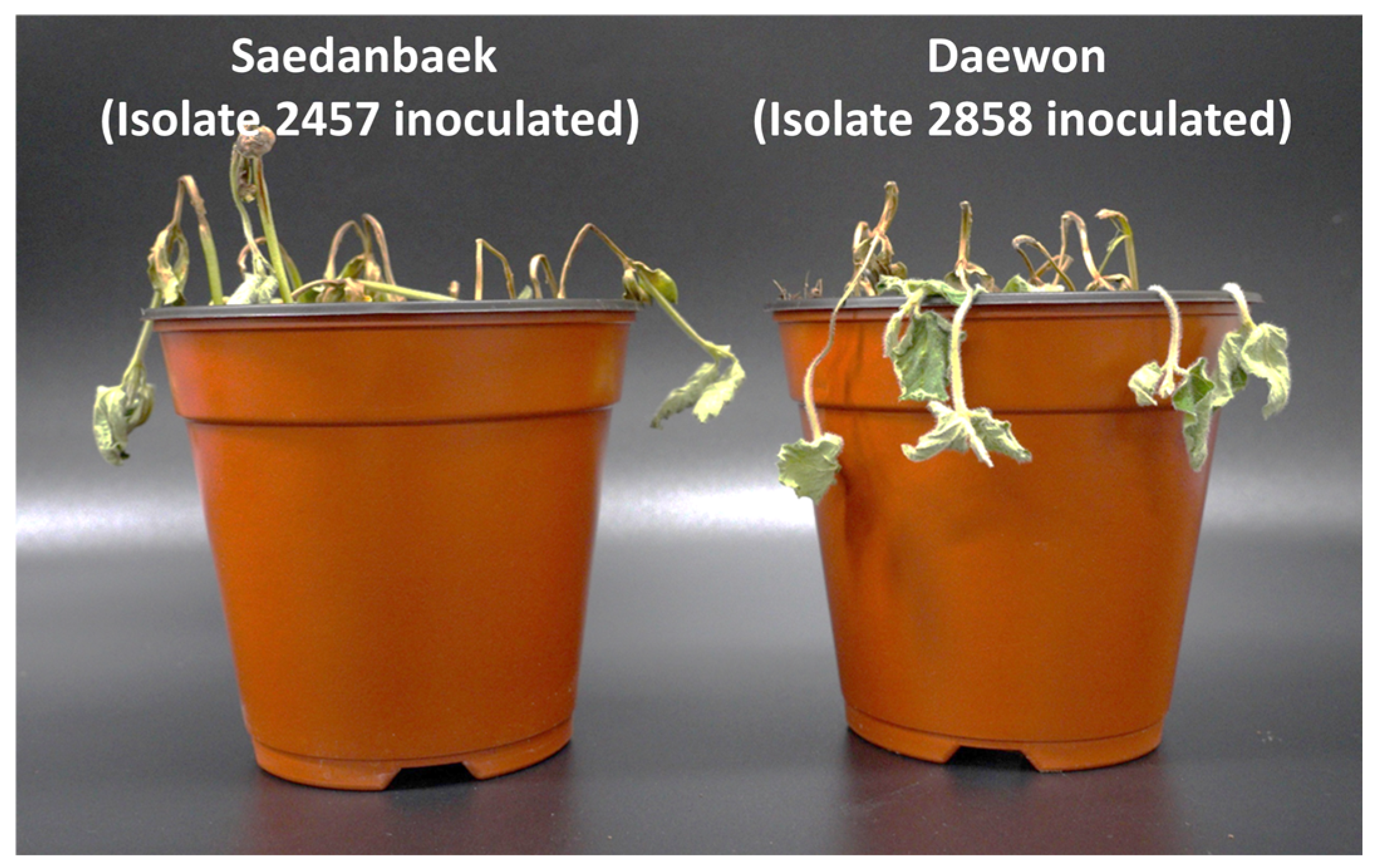 Plants 12 03957 g004