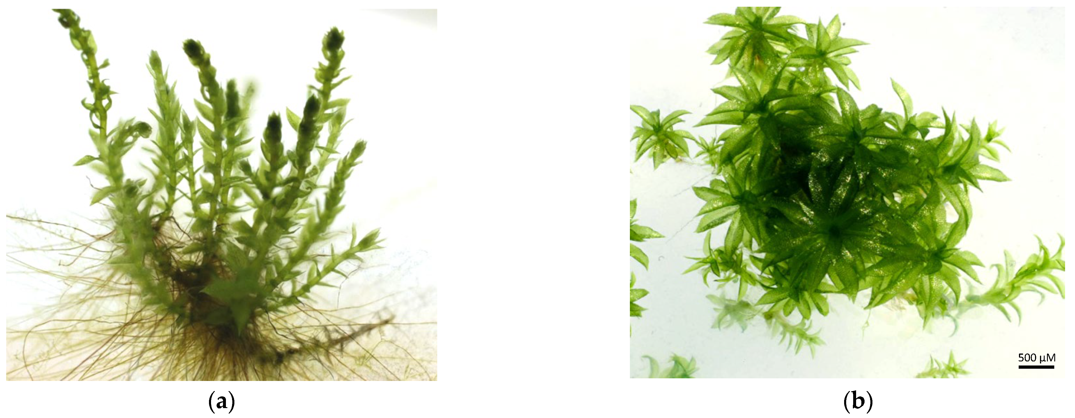 Plants 12 03960 g001