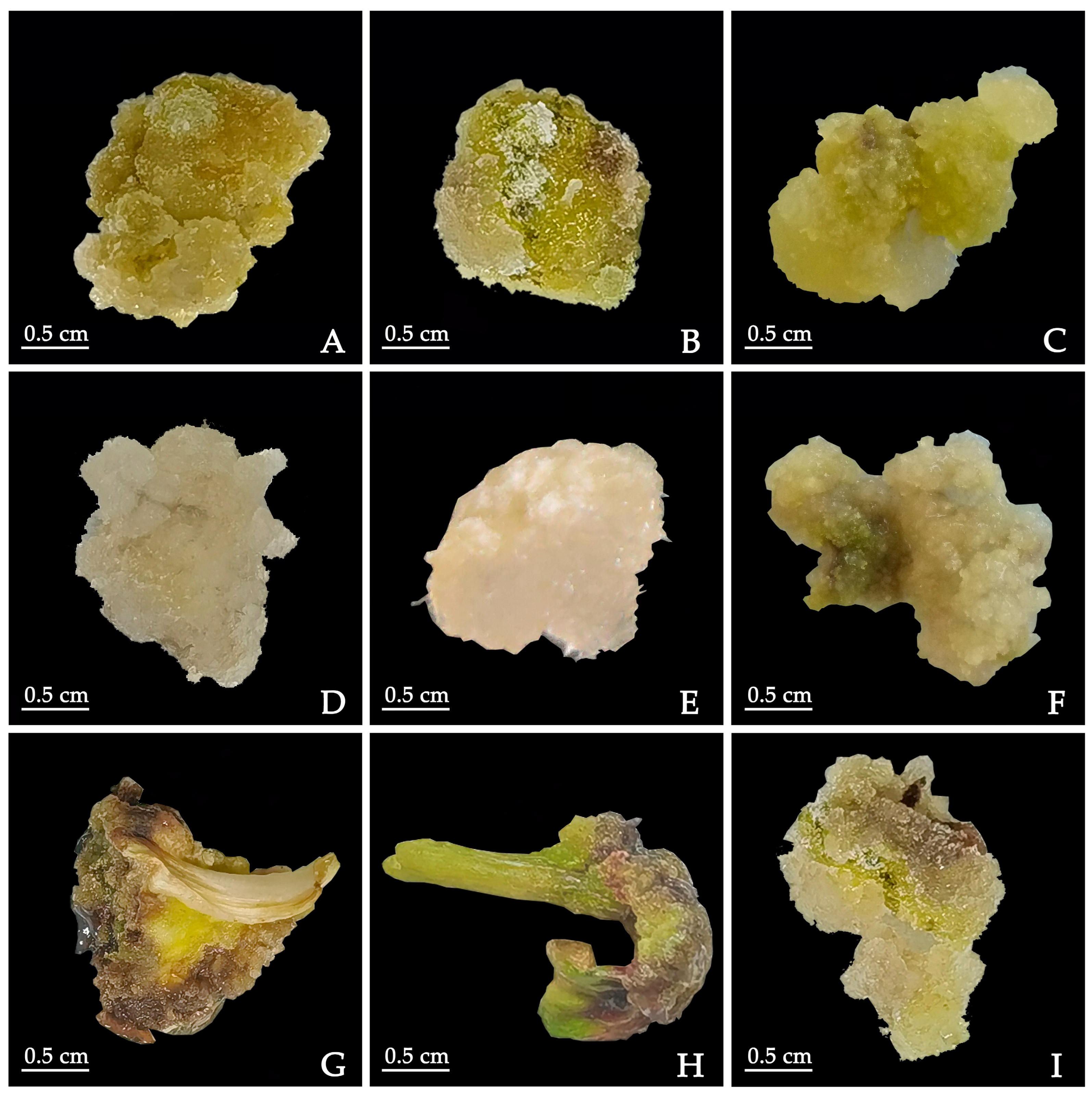 Plants 12 03968 g001 Plants 12 03968 g001
