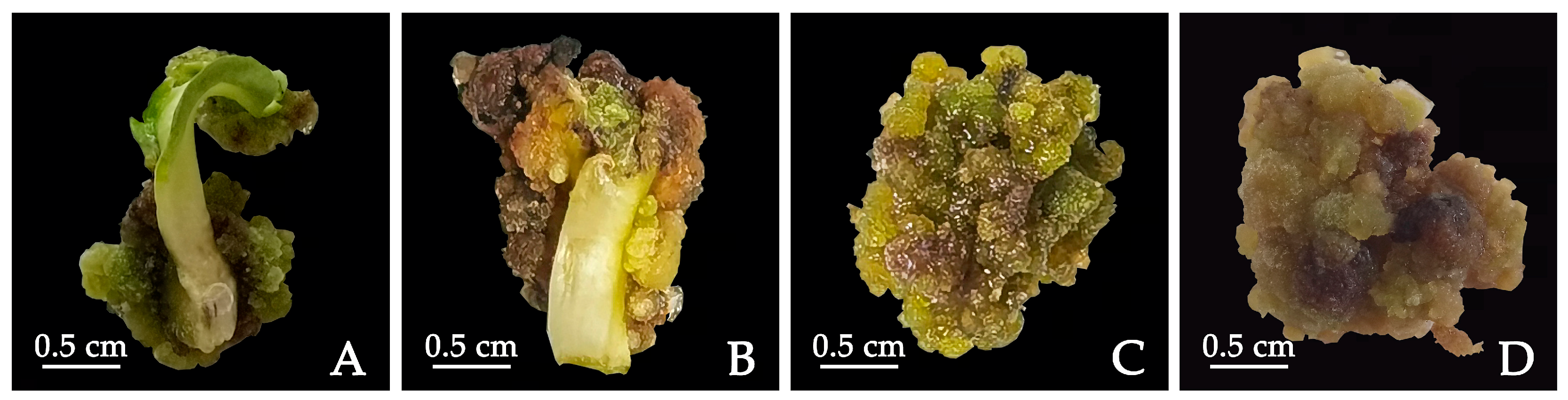 Plants 12 03968 g002 Plants 12 03968 g002