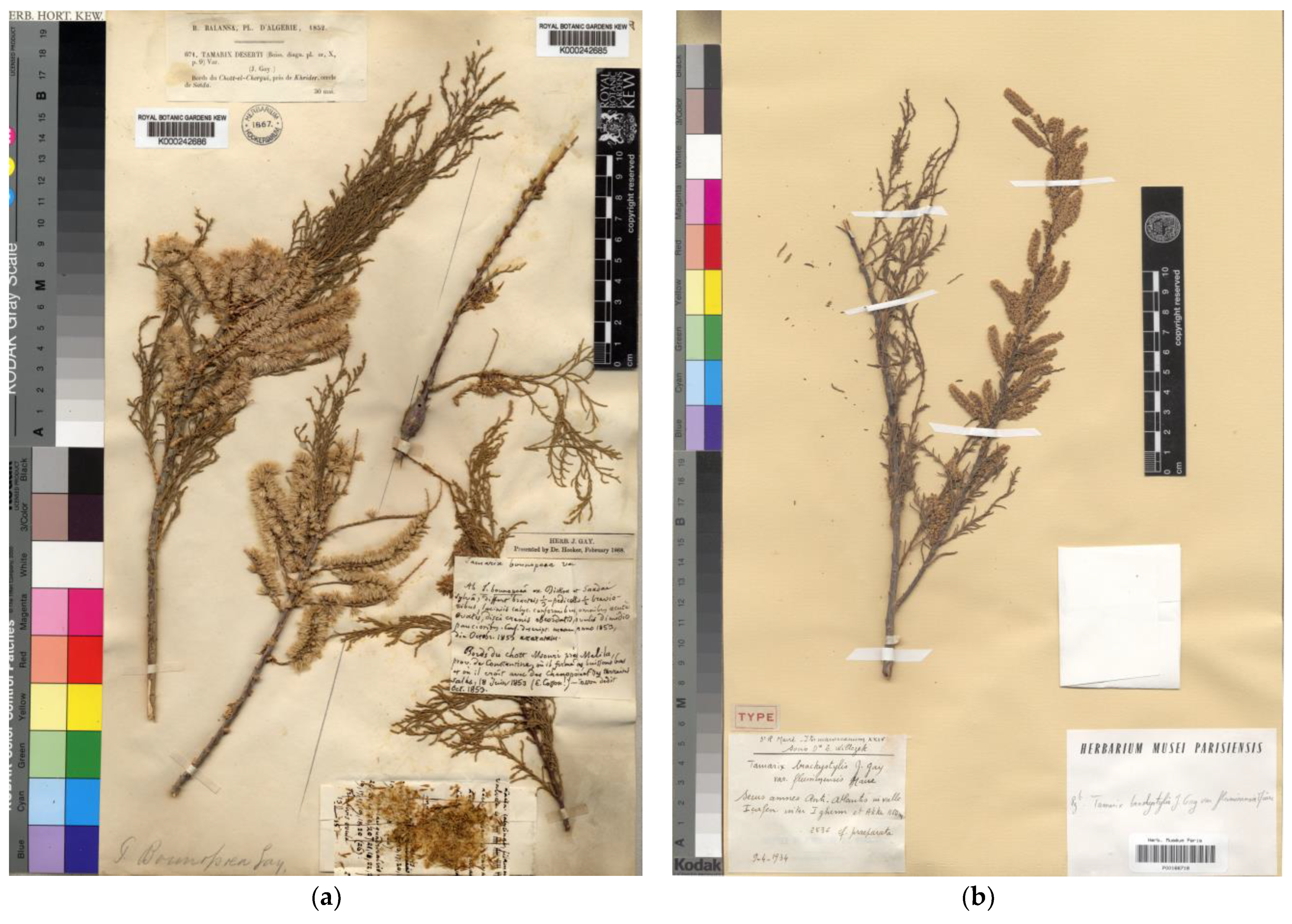 Plants 12 03969 g002 Plants 12 03969 g002