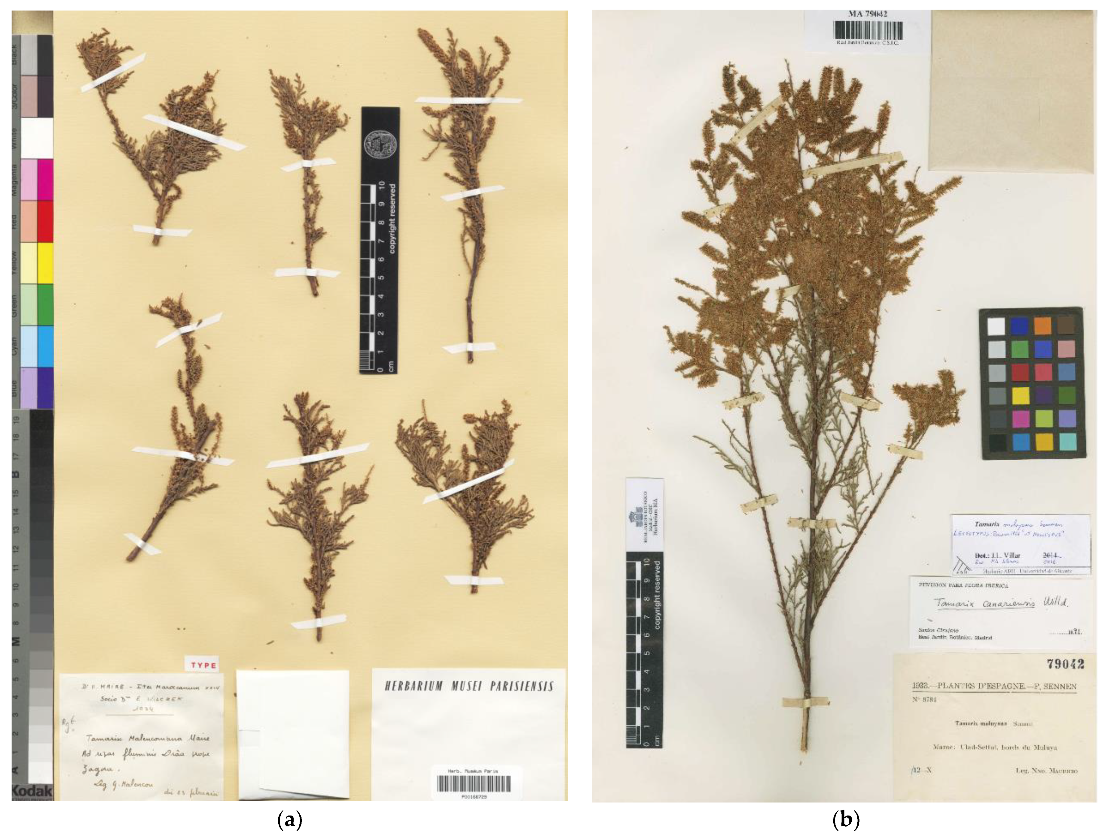 Plants 12 03969 g003 Plants 12 03969 g003