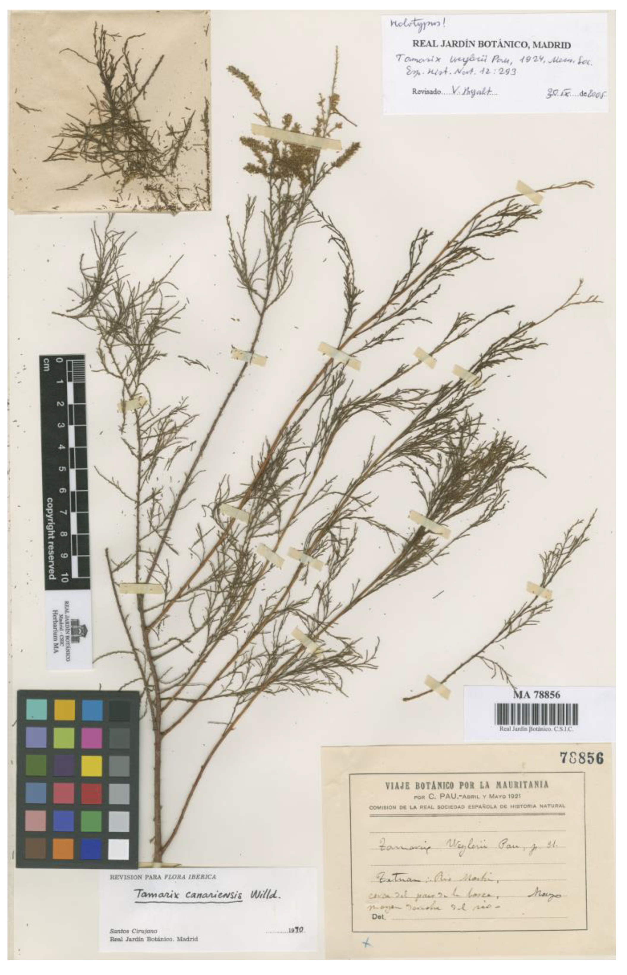 Plants 12 03969 g006 Plants 12 03969 g006