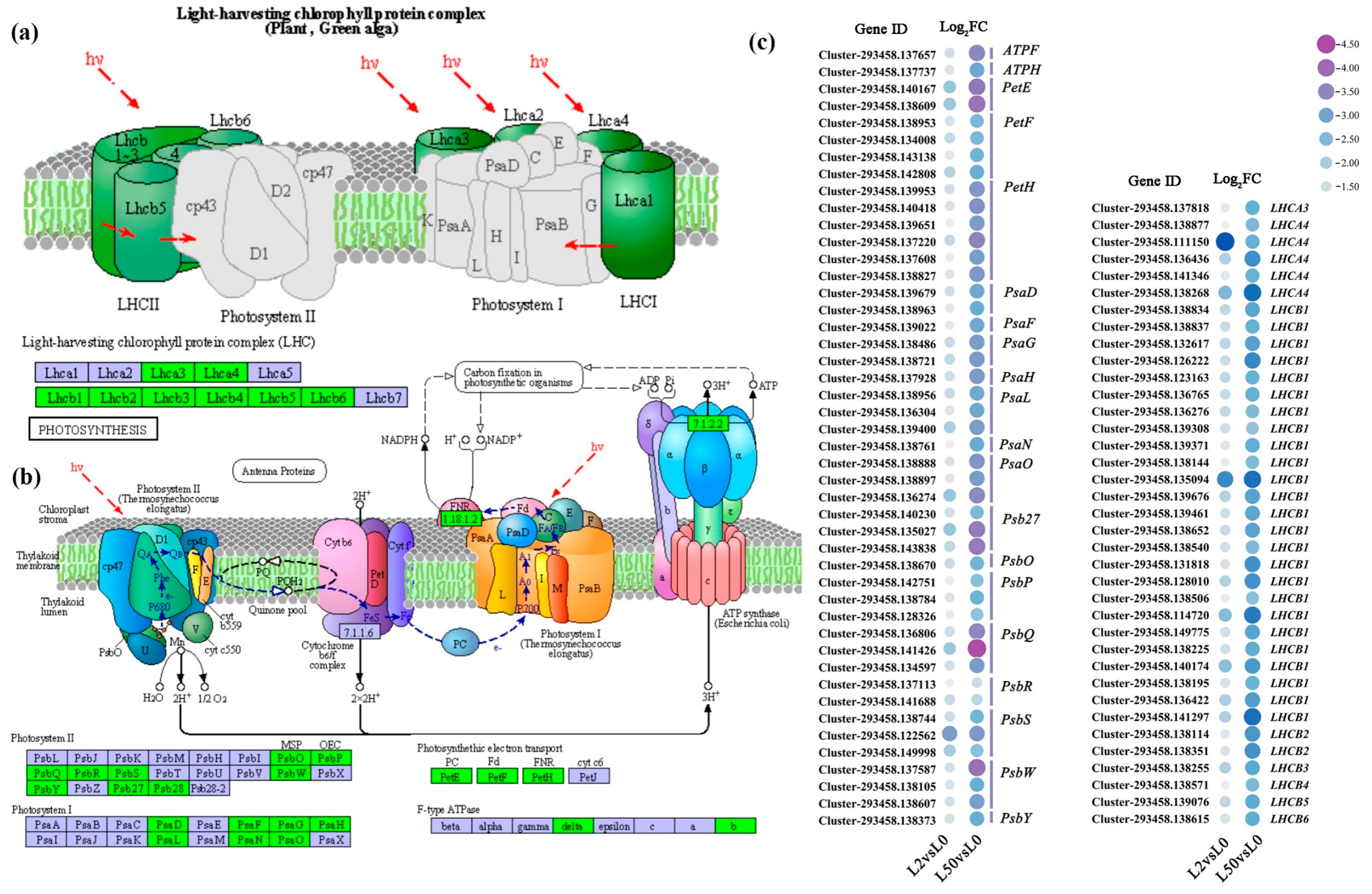 Plants 12 03971 g007