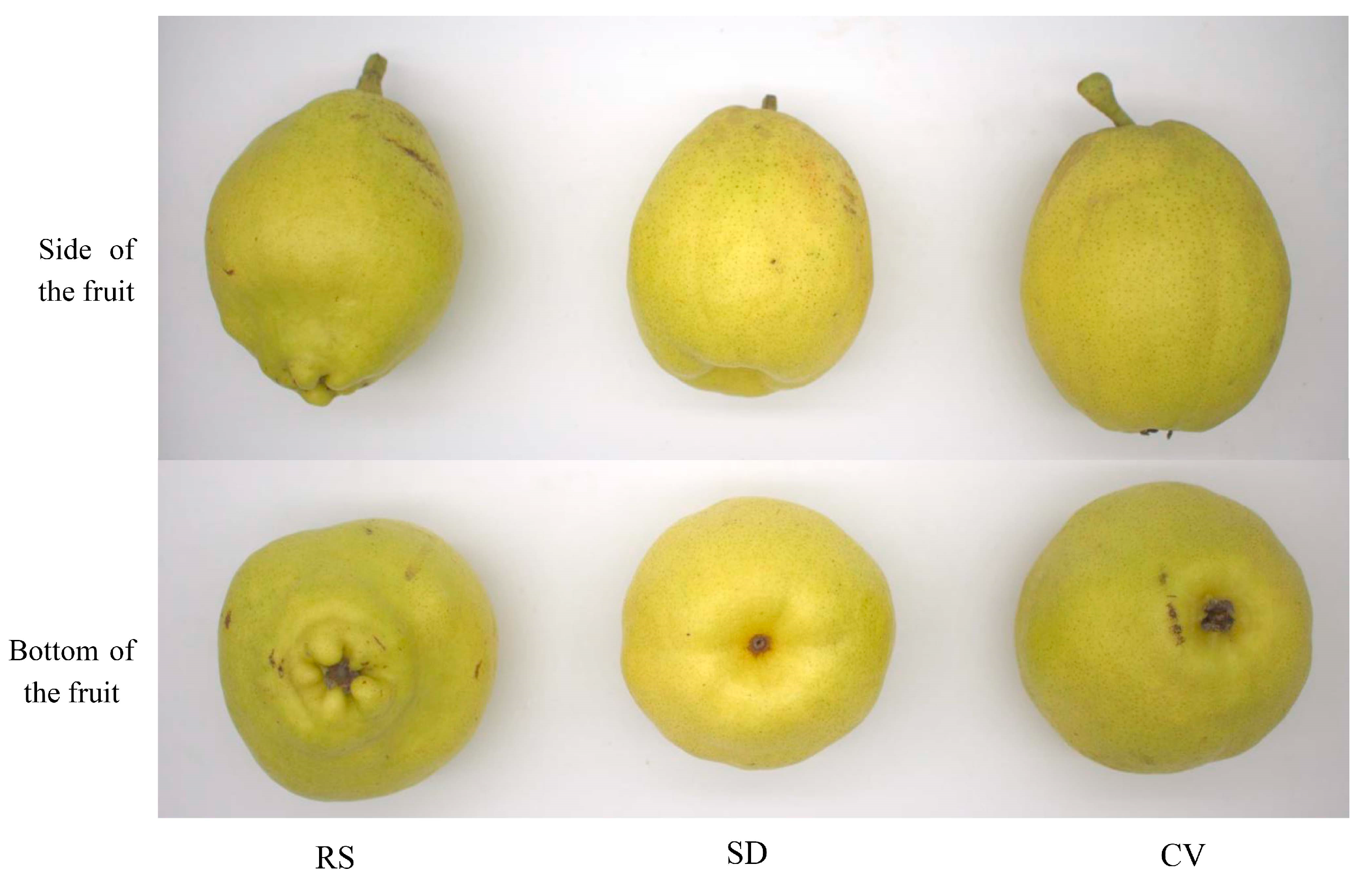 Plants 12 03981 g001