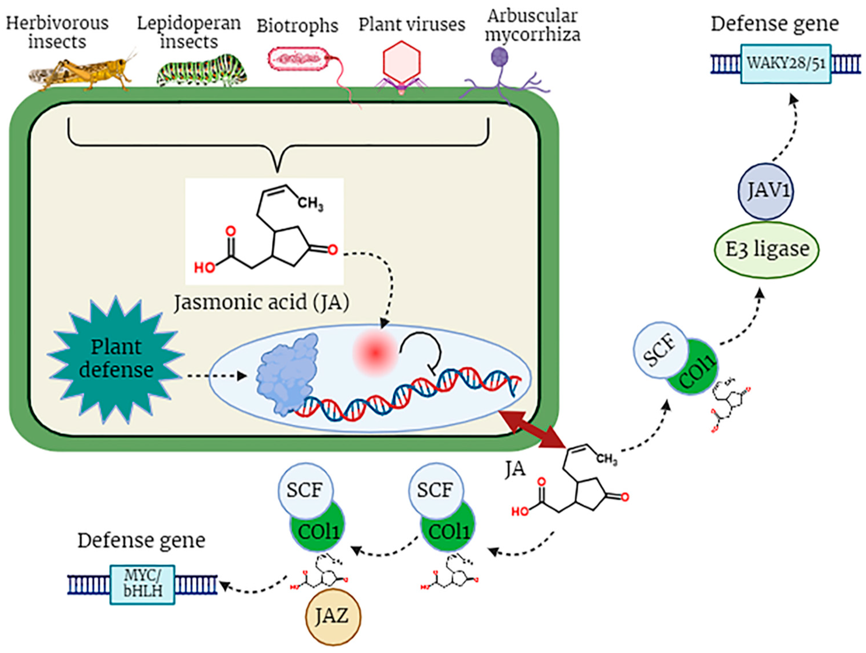 Plants 12 03982 g003