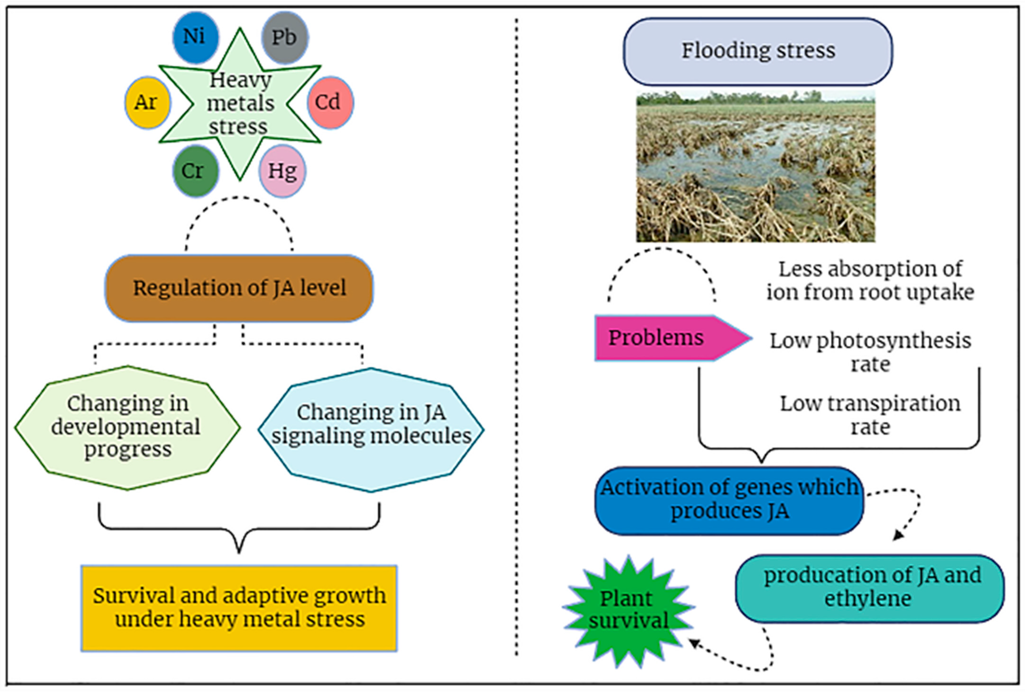 Plants 12 03982 g007