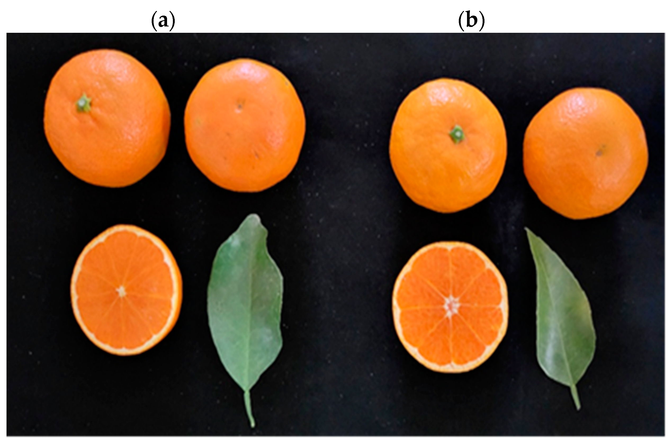 Plants 12 03988 g001