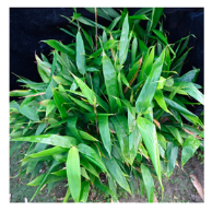 Plants 12 03993 i006