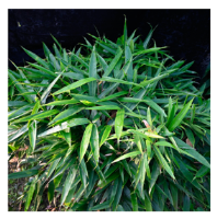 Plants 12 03993 i011