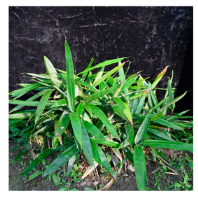 Plants 12 03993 i013