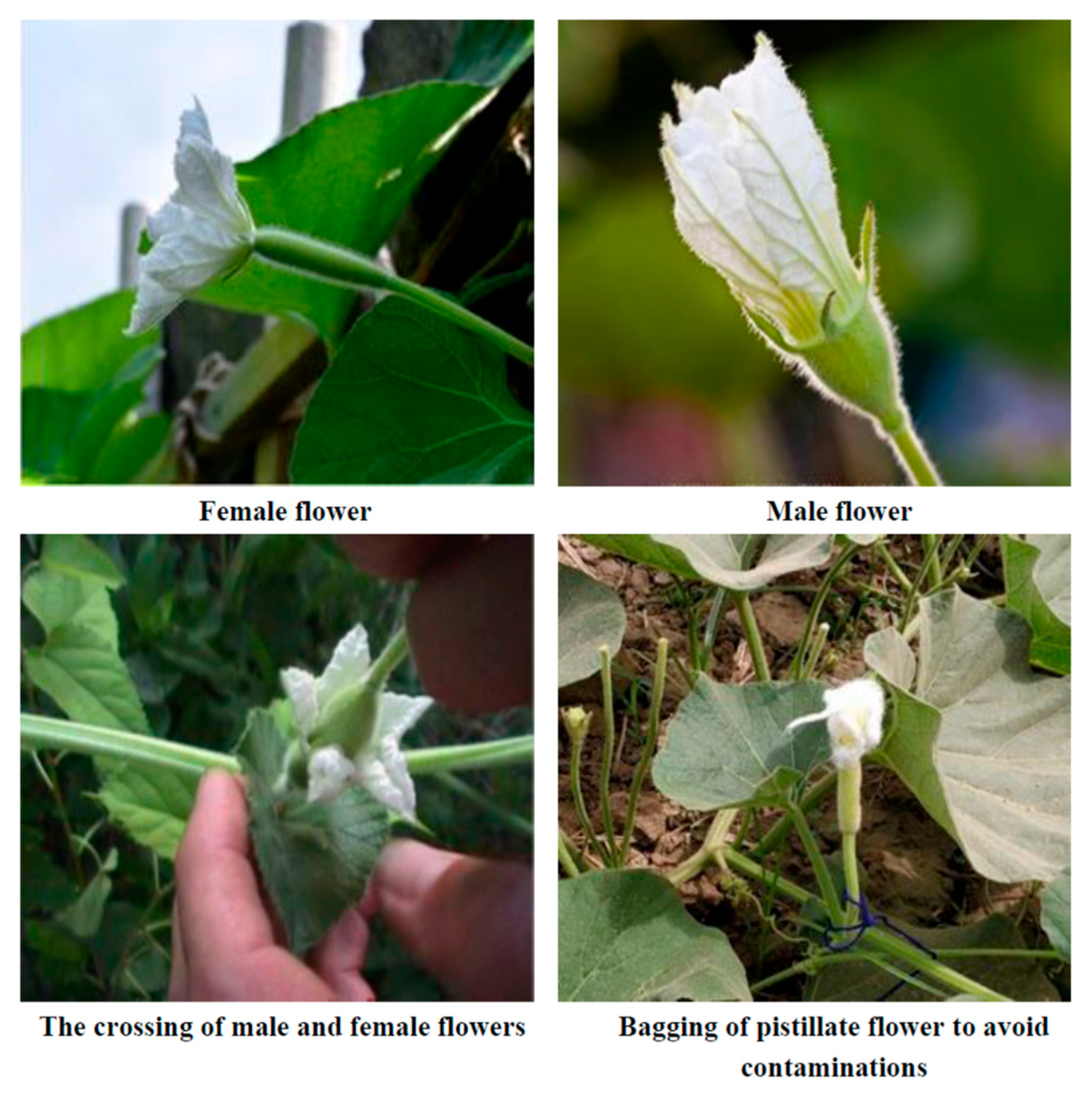 Plants 12 03998 g001