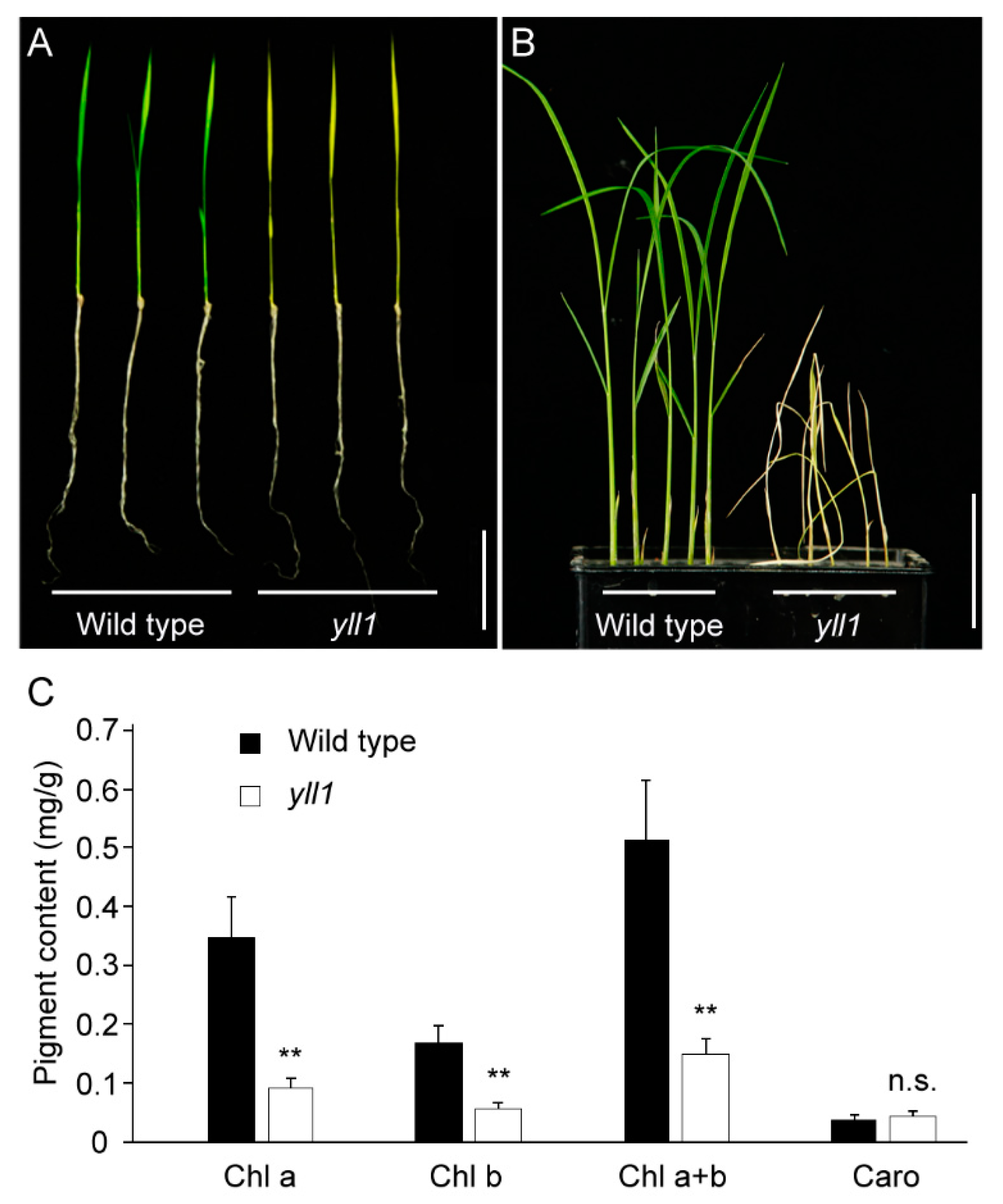 Plants 12 04003 g001
