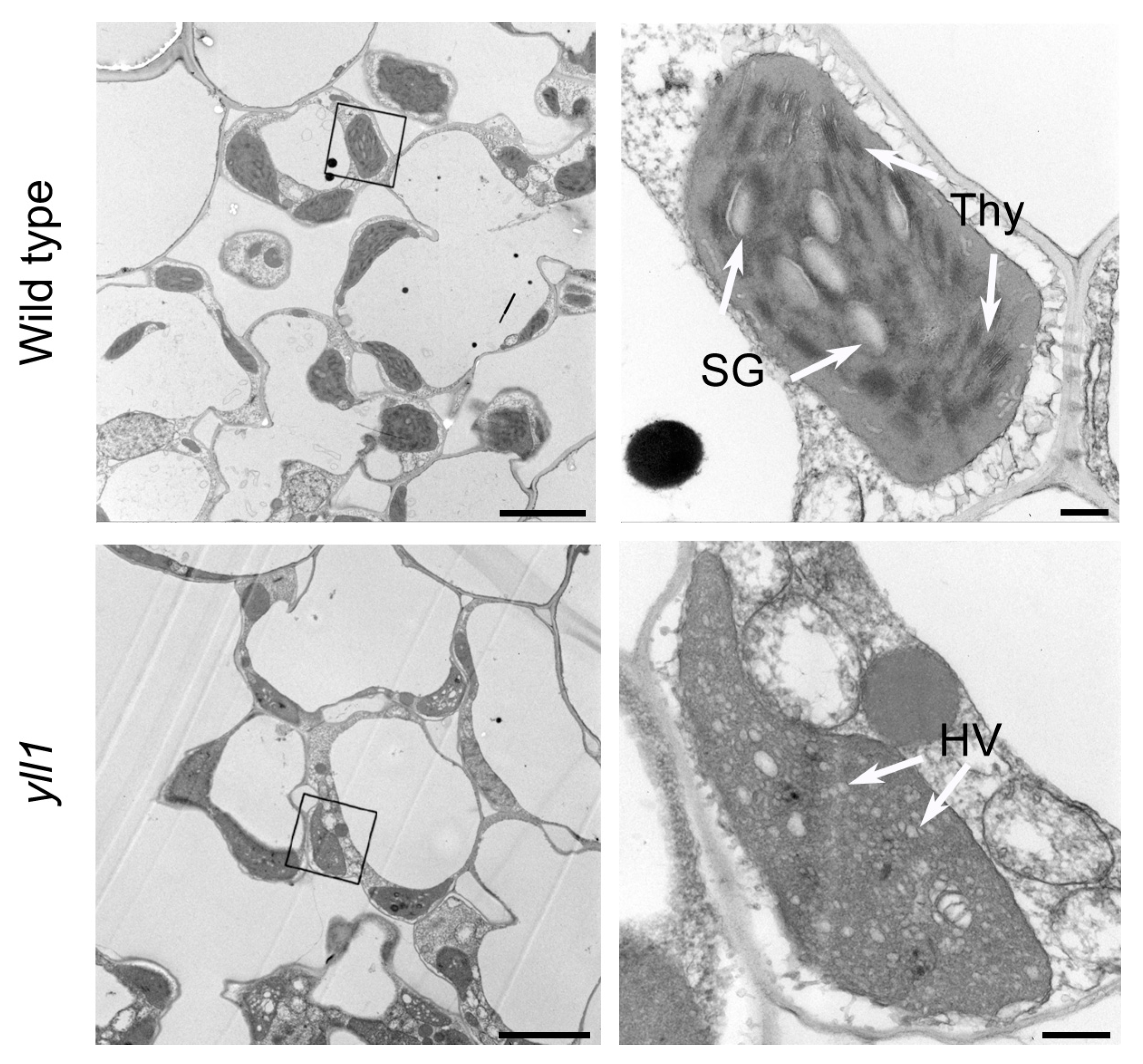 Plants 12 04003 g002