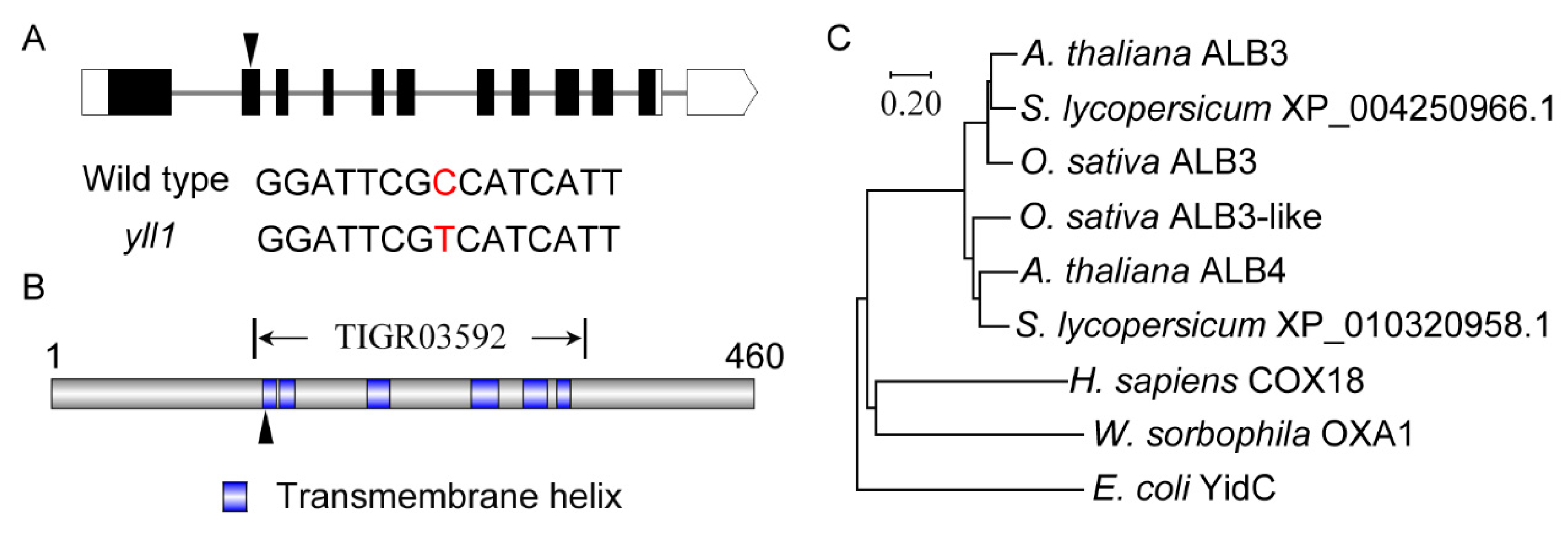 Plants 12 04003 g004
