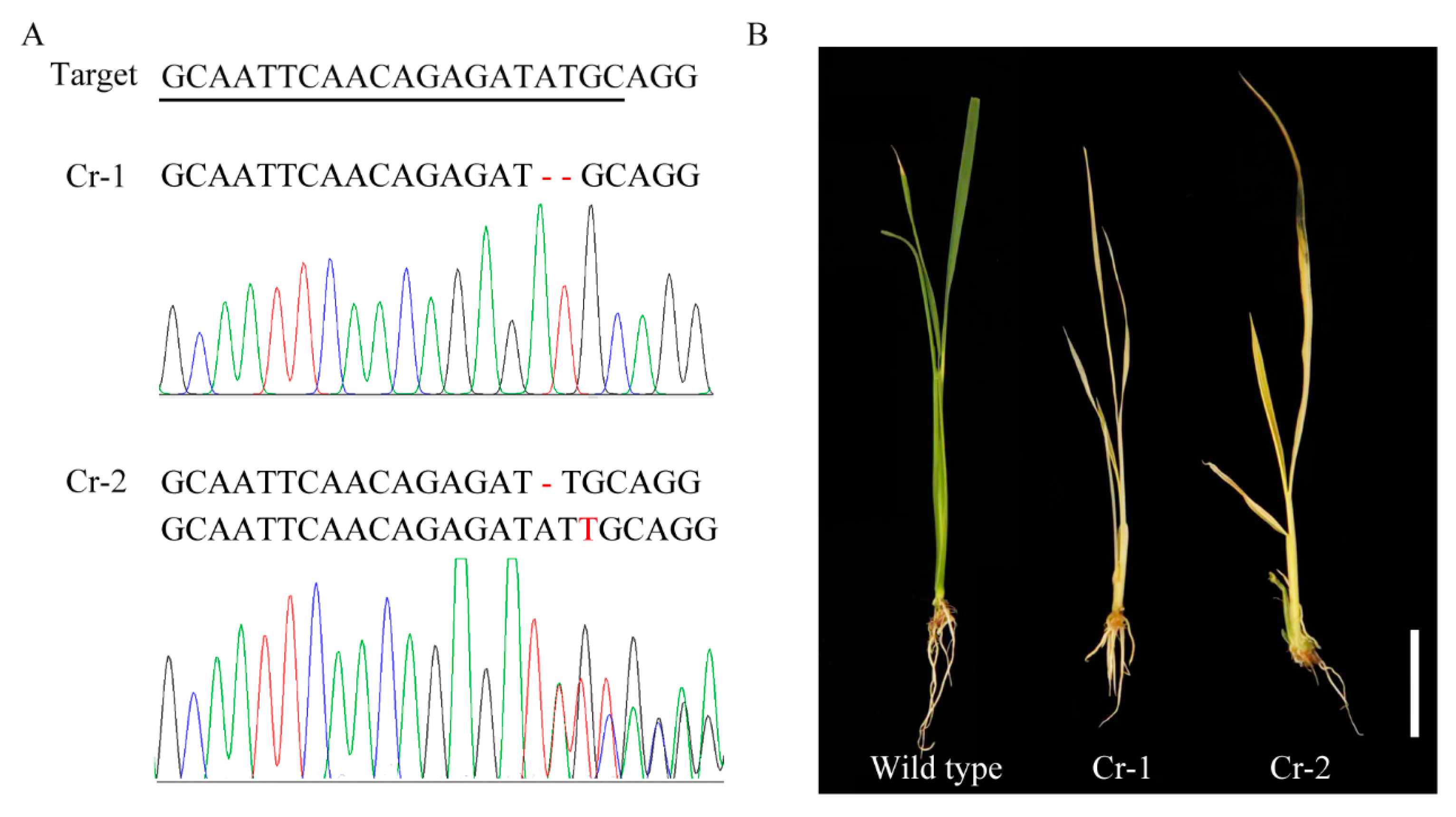 Plants 12 04003 g005