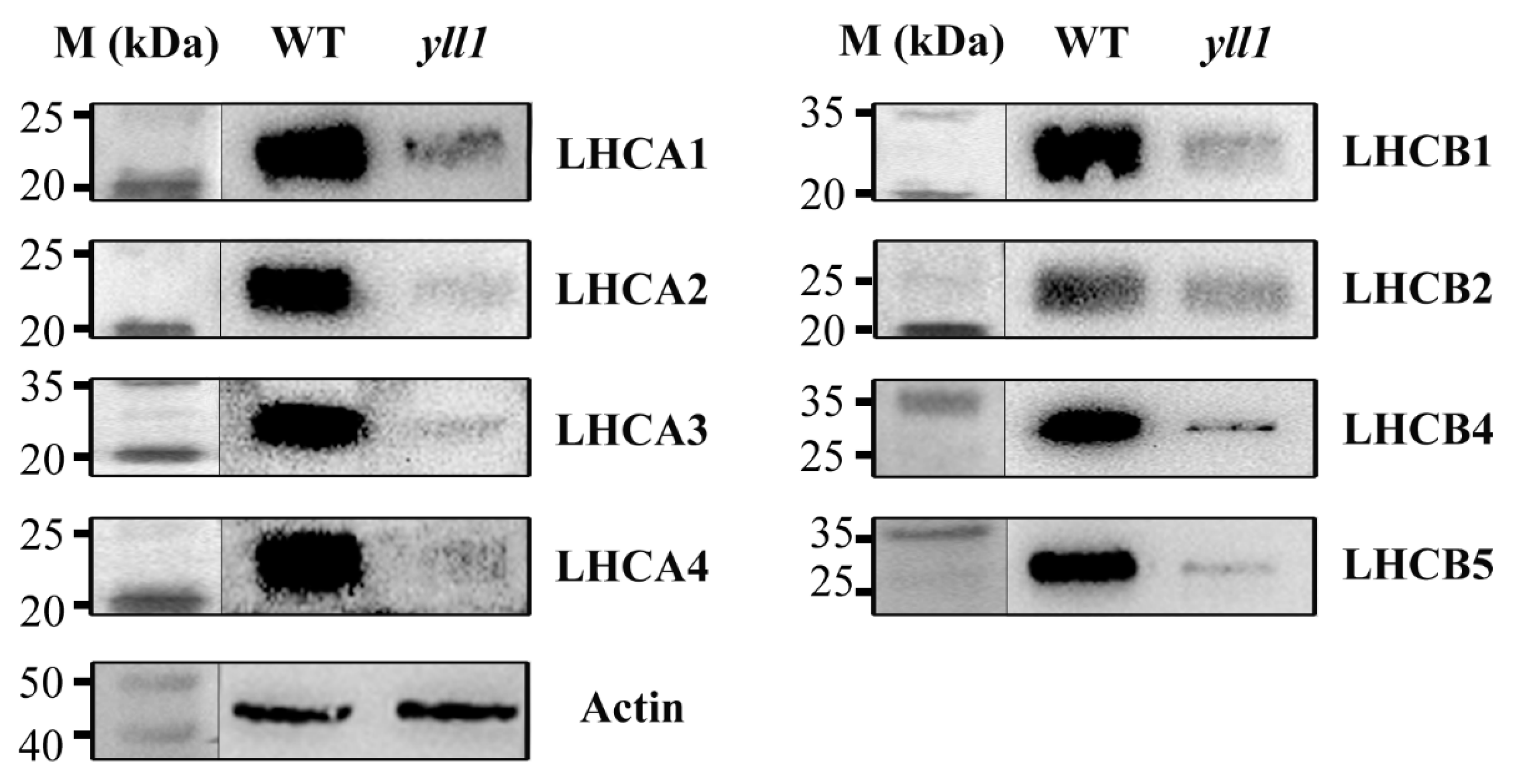 Plants 12 04003 g007