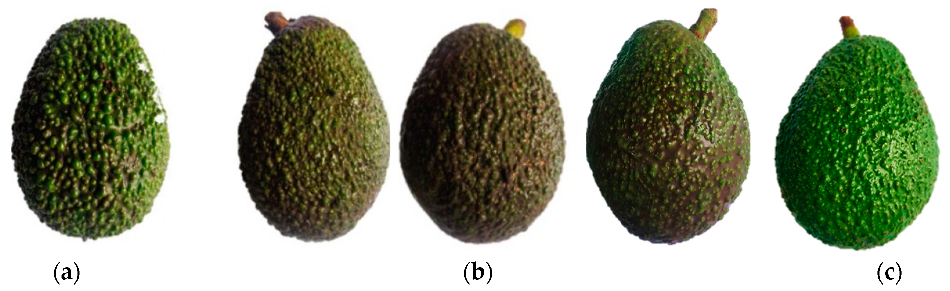 Plants 12 04008 g001