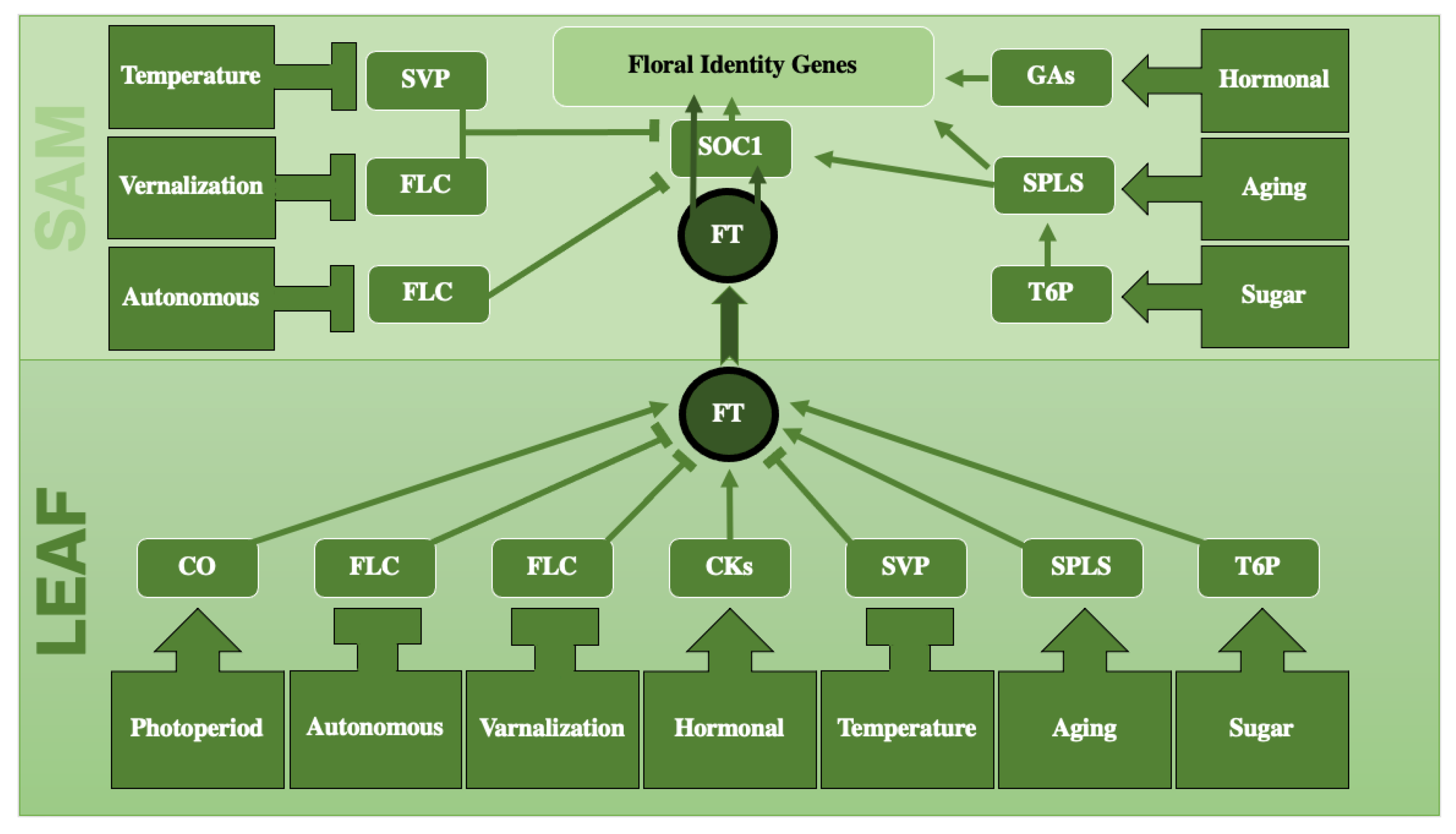 Plants 12 04020 g001