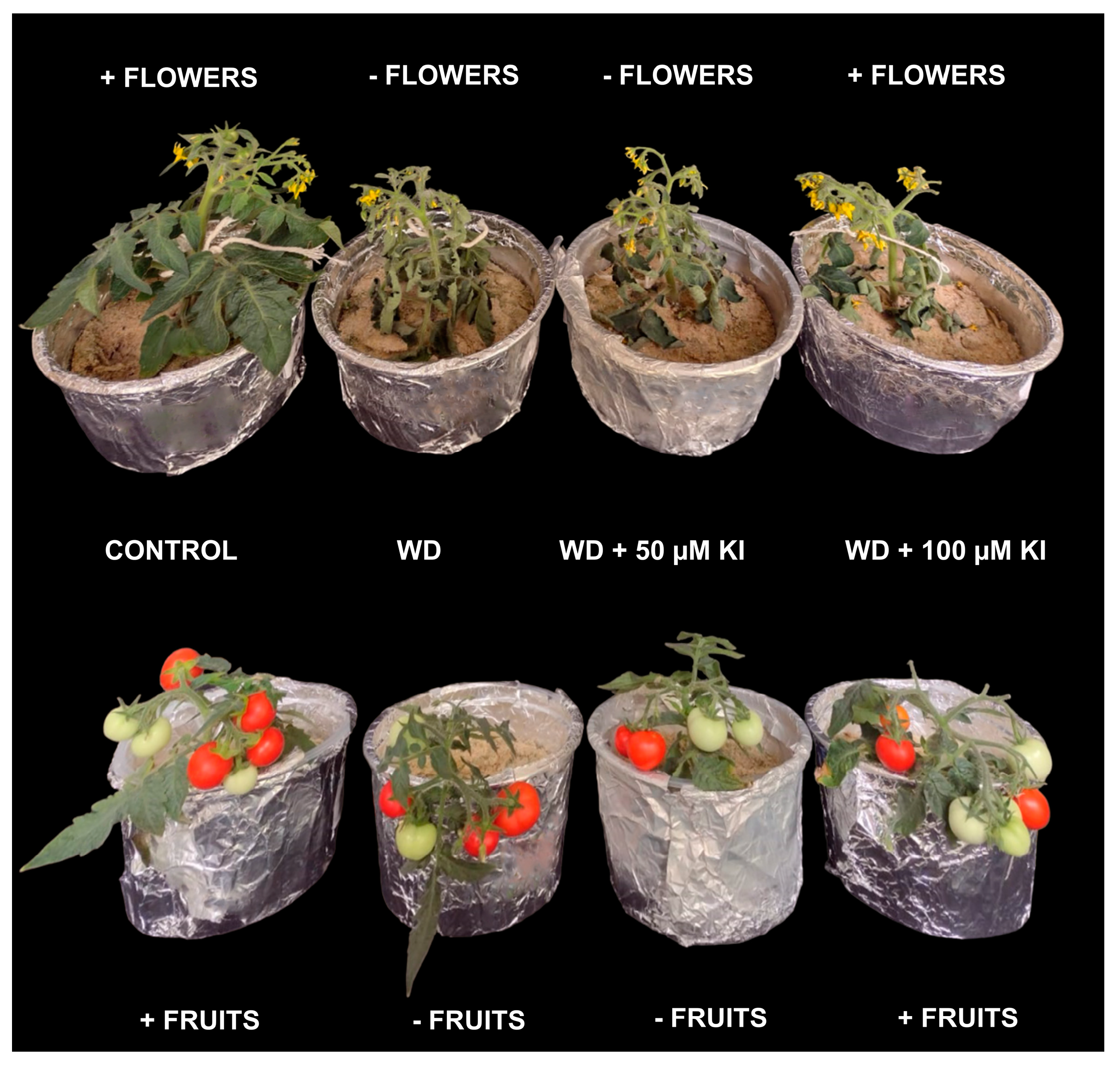 Plants 12 04023 g007