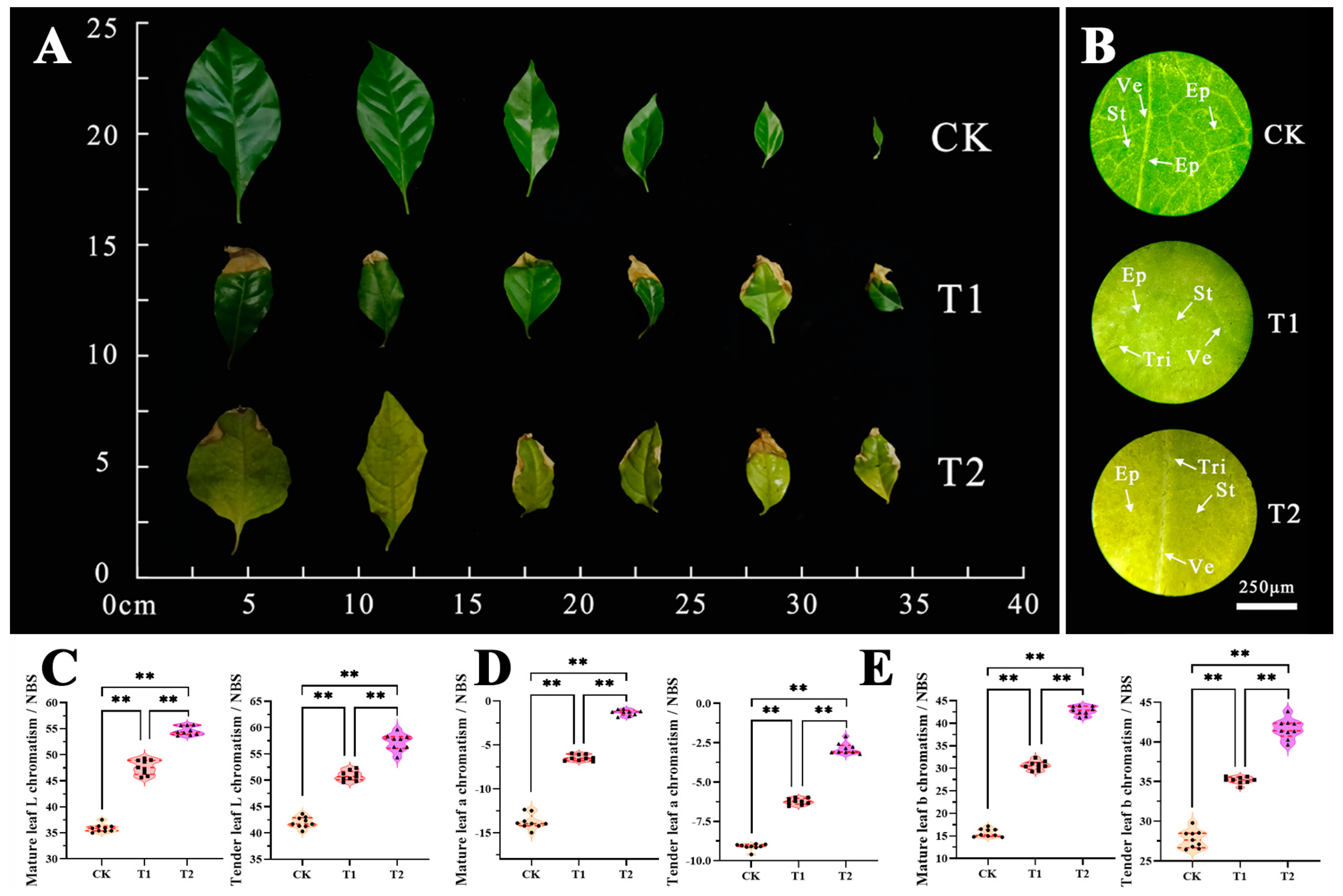 Plants 12 04028 g004 Plants 12 04028 g004