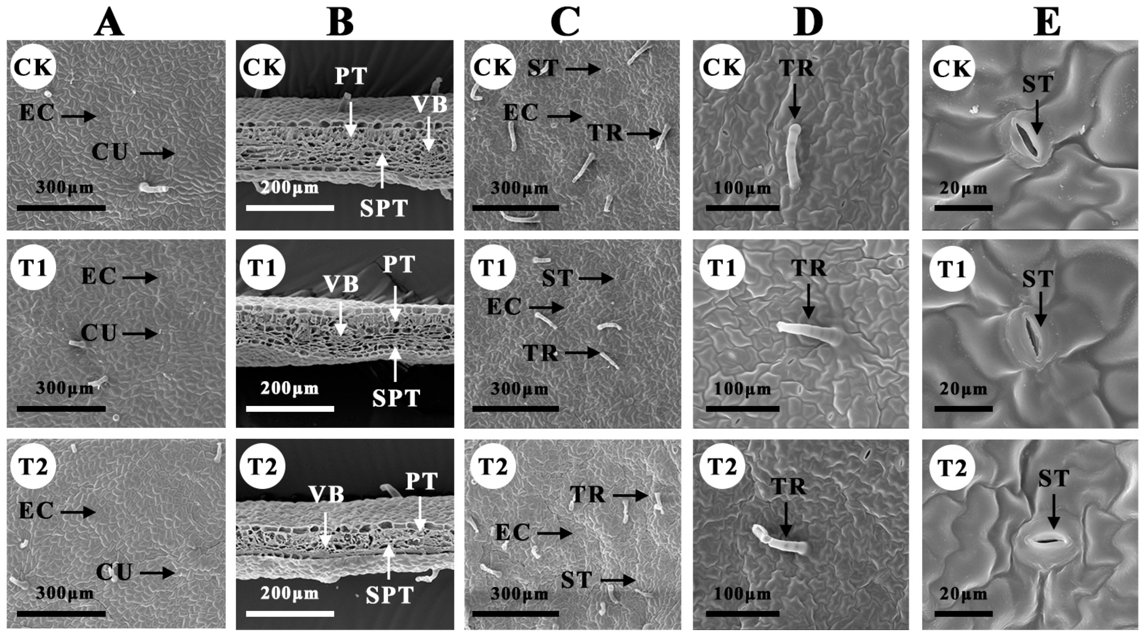 Plants 12 04028 g005 Plants 12 04028 g005