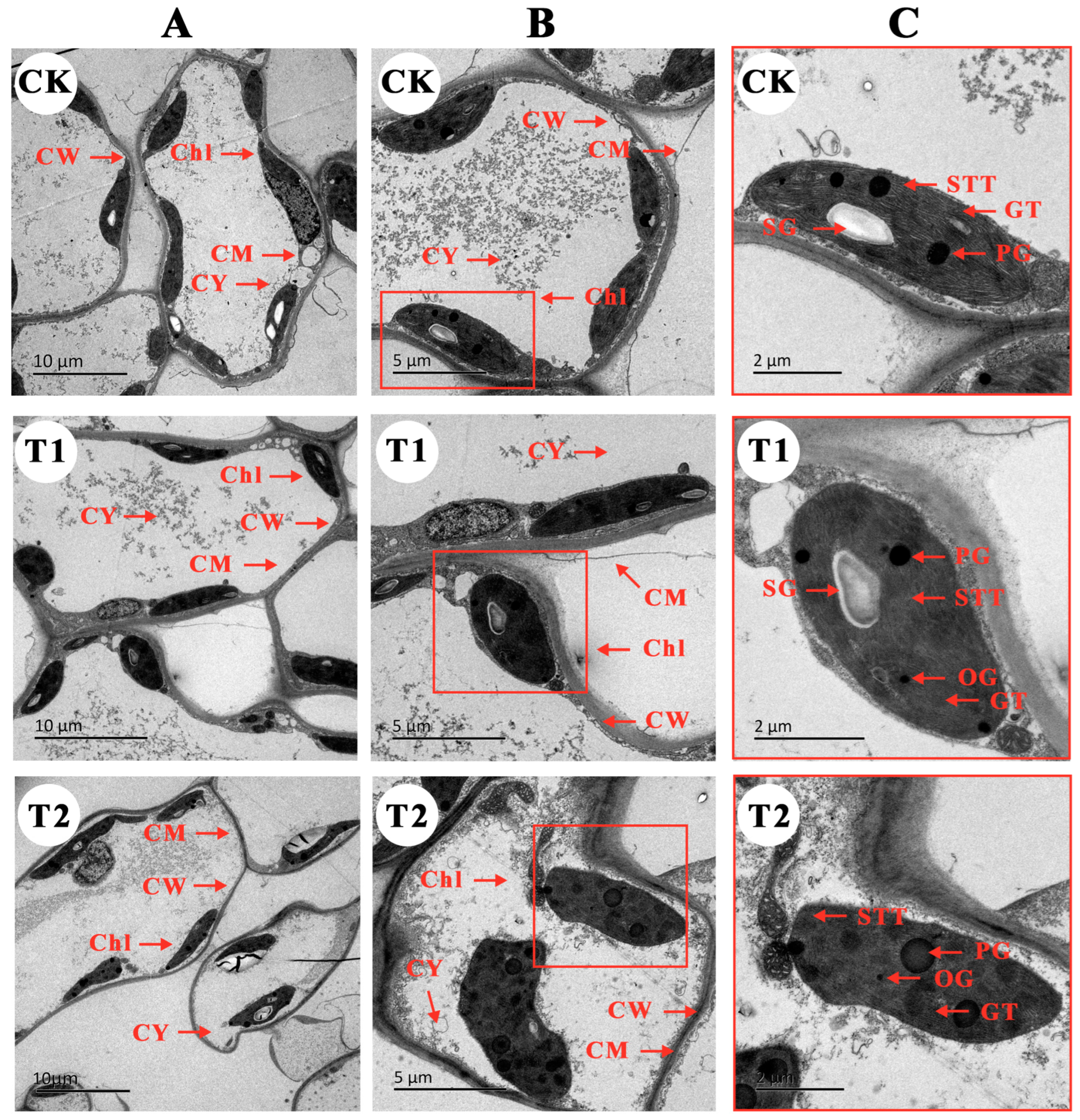 Plants 12 04028 g006 Plants 12 04028 g006