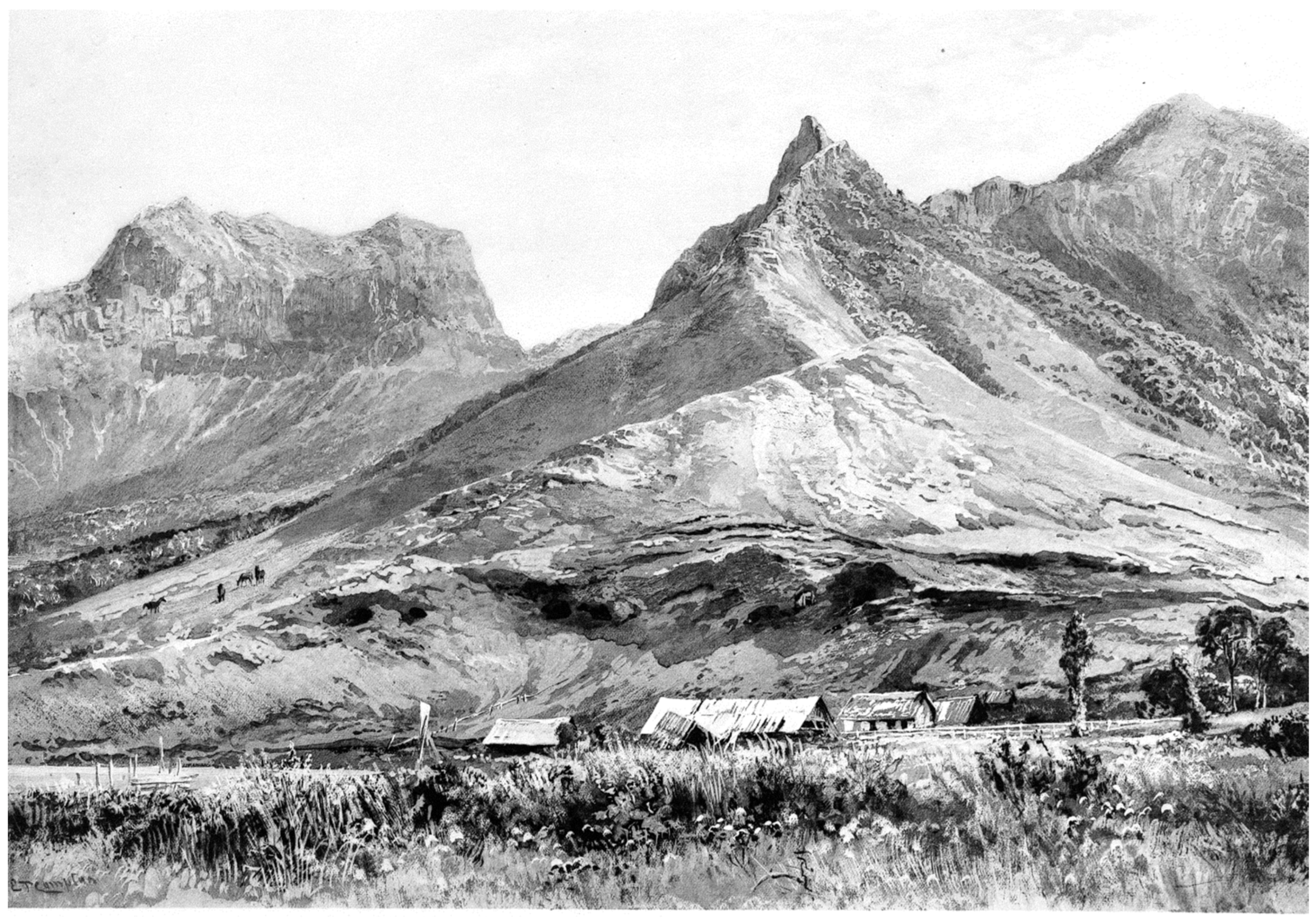 Plants 12 04038 g011