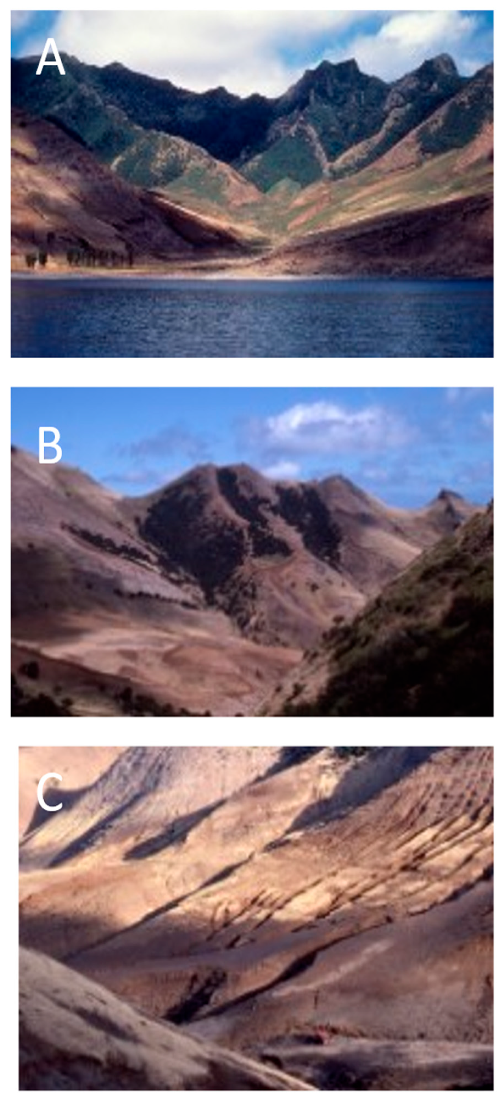 Plants 12 04038 g013