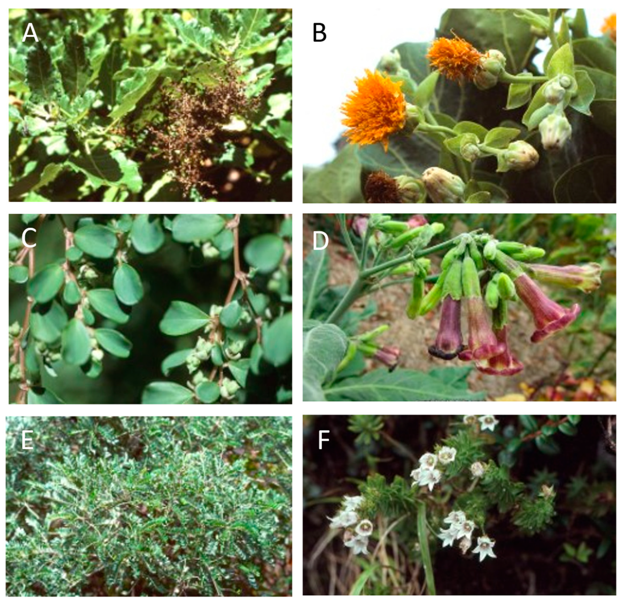 Plants 12 04038 g016