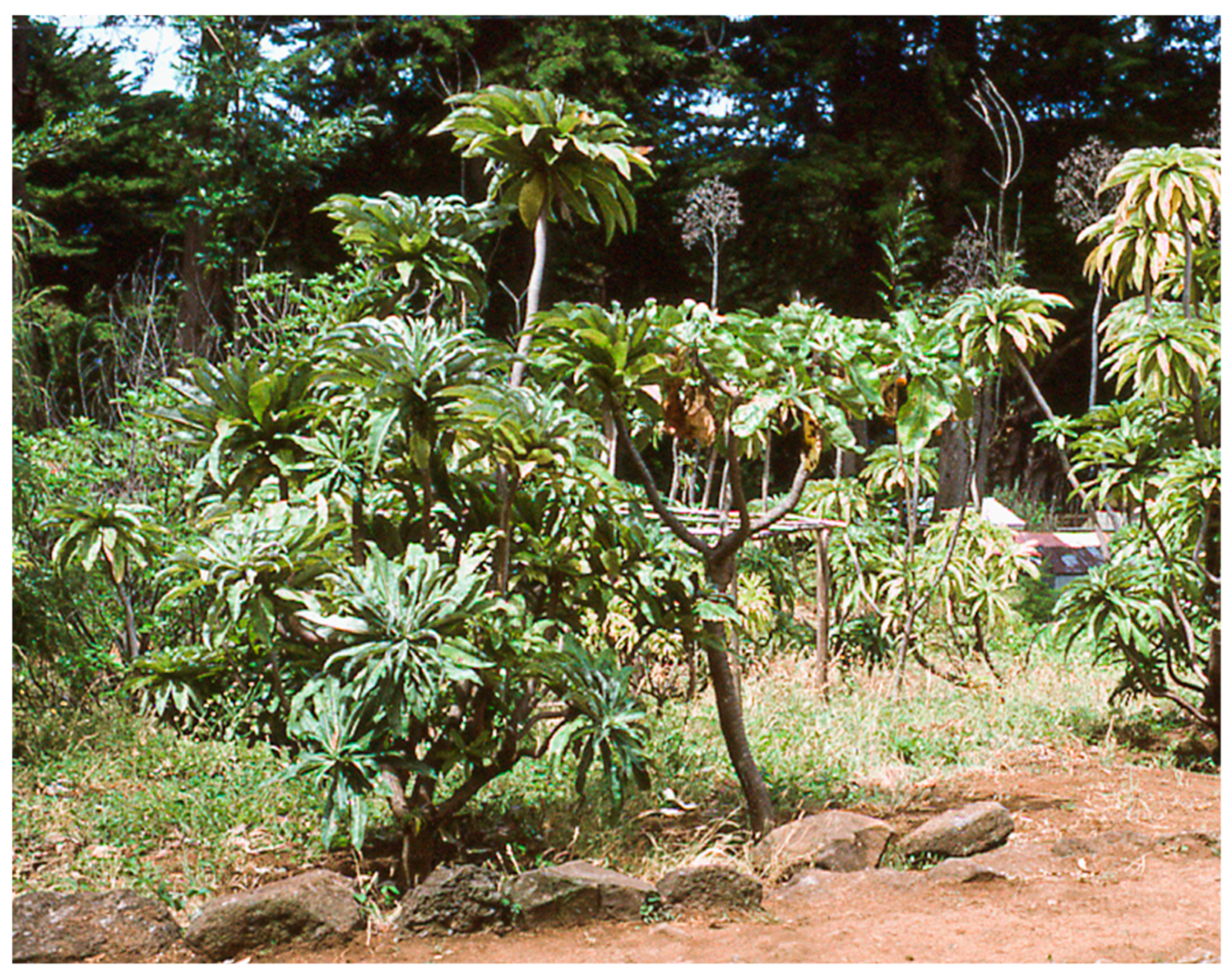 Plants 12 04038 g017