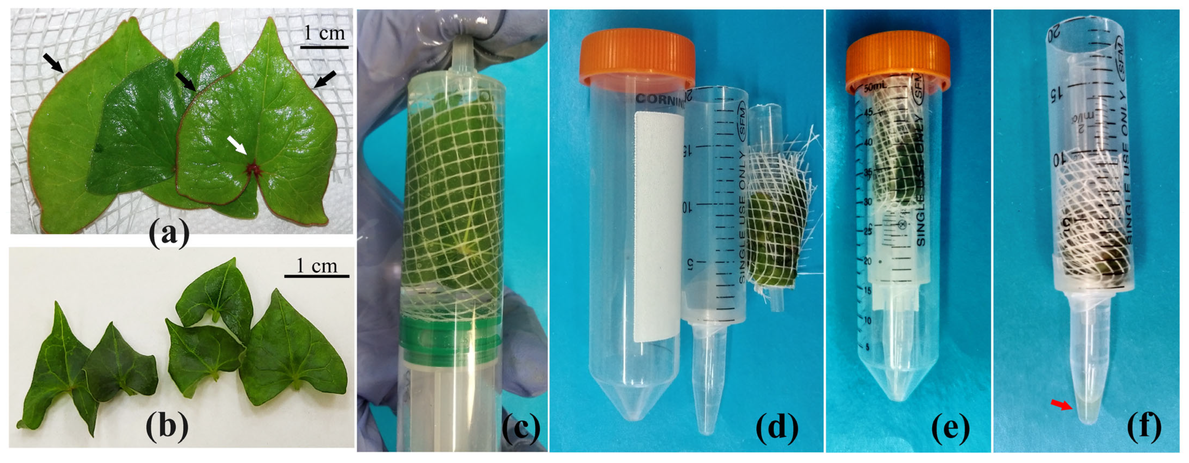 Plants 12 04048 g001