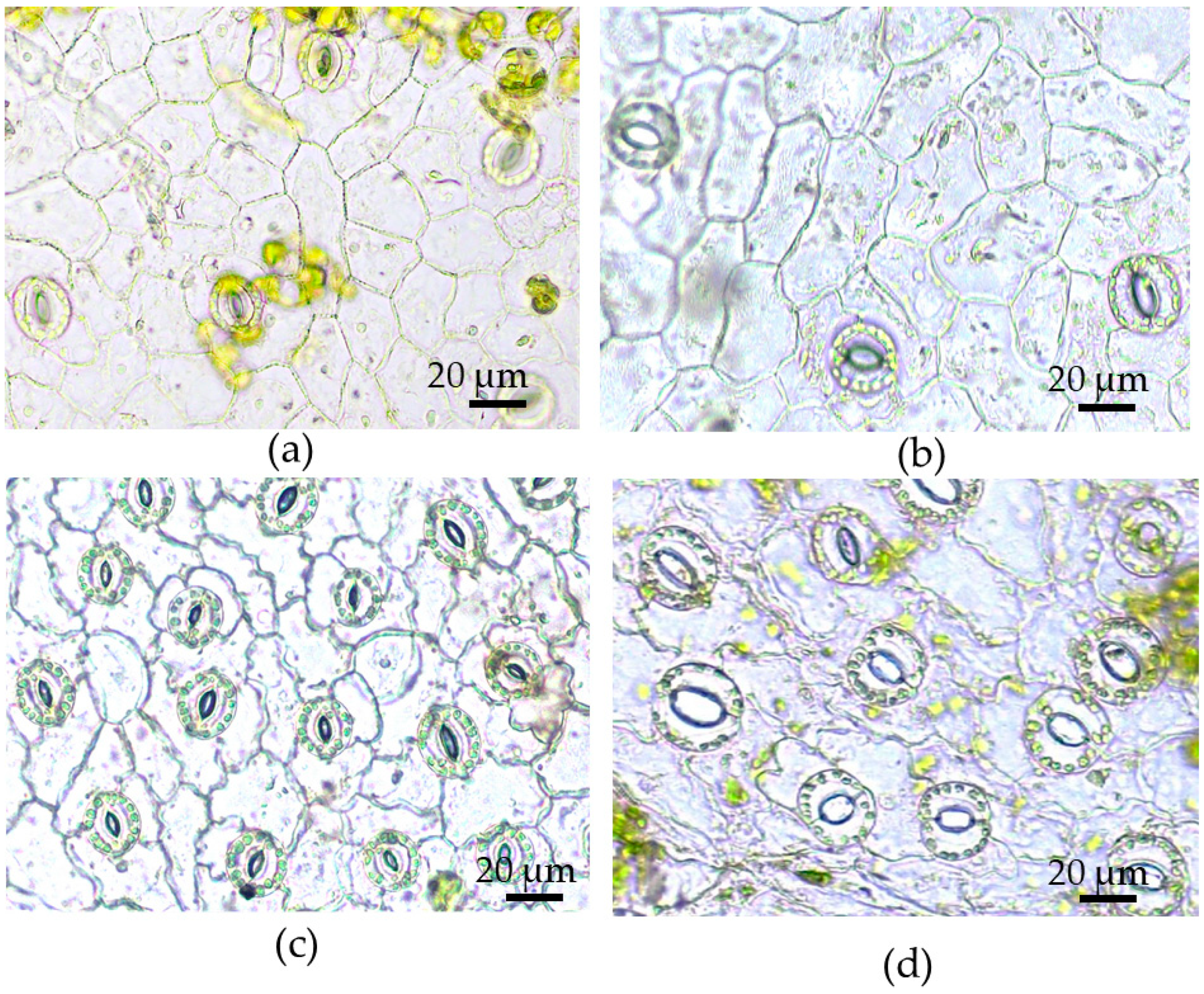 Plants 12 04048 g005