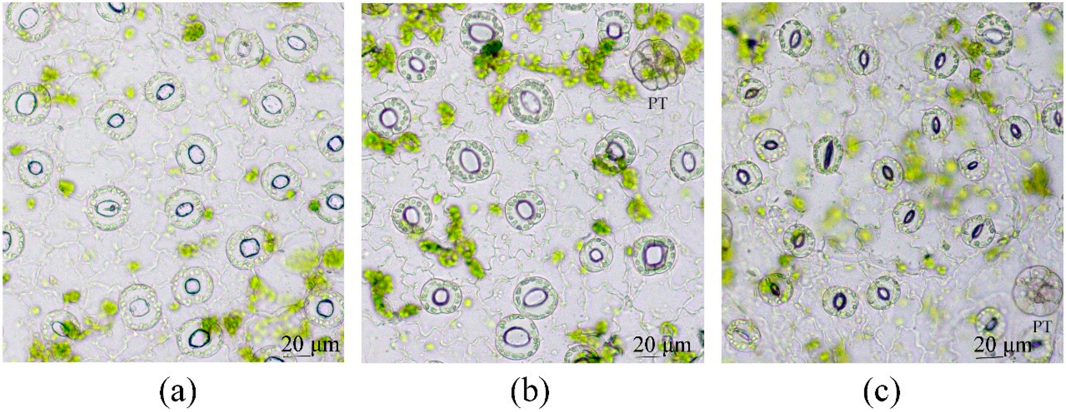 Plants 12 04048 g007