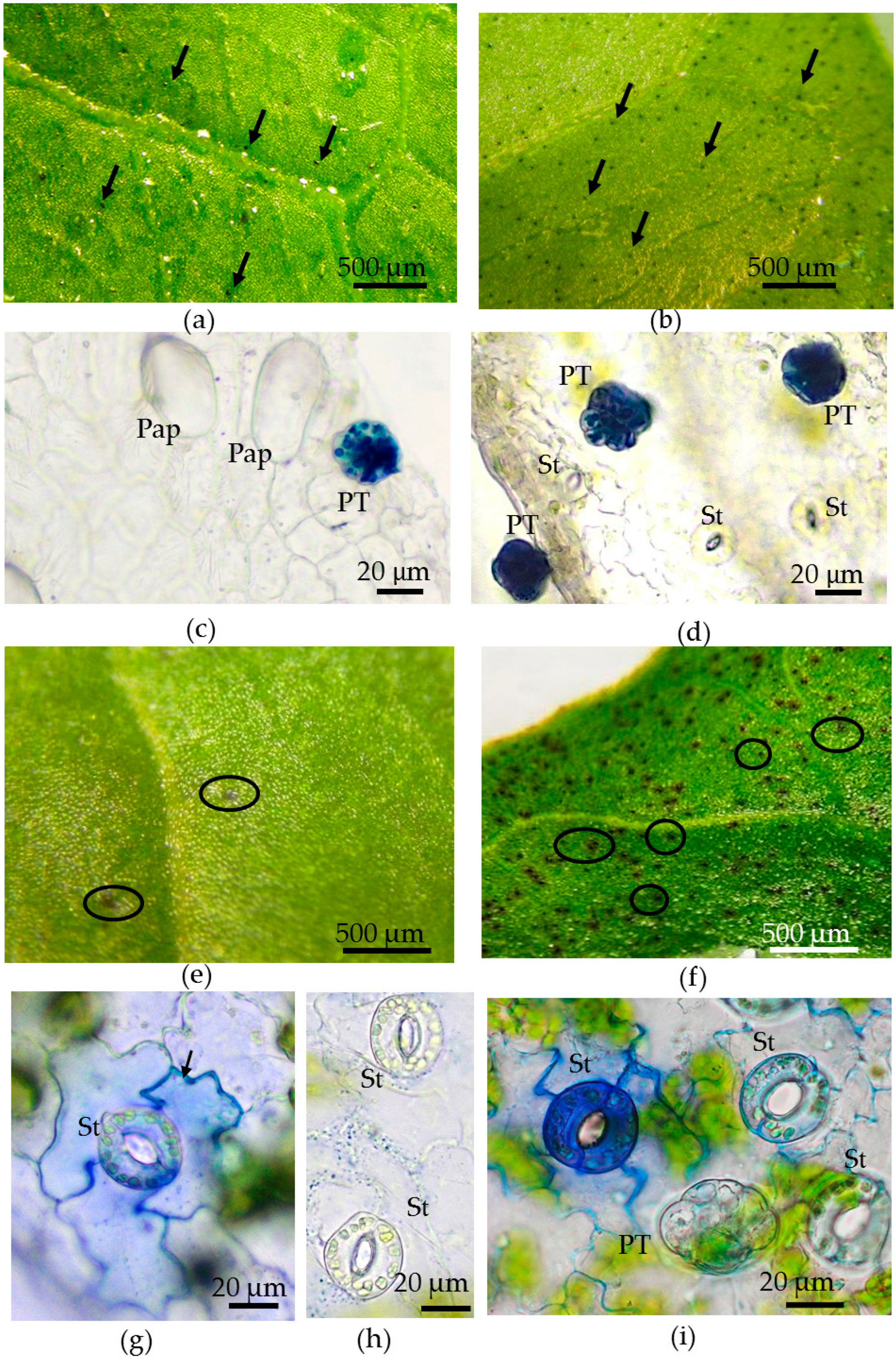 Plants 12 04048 g009a