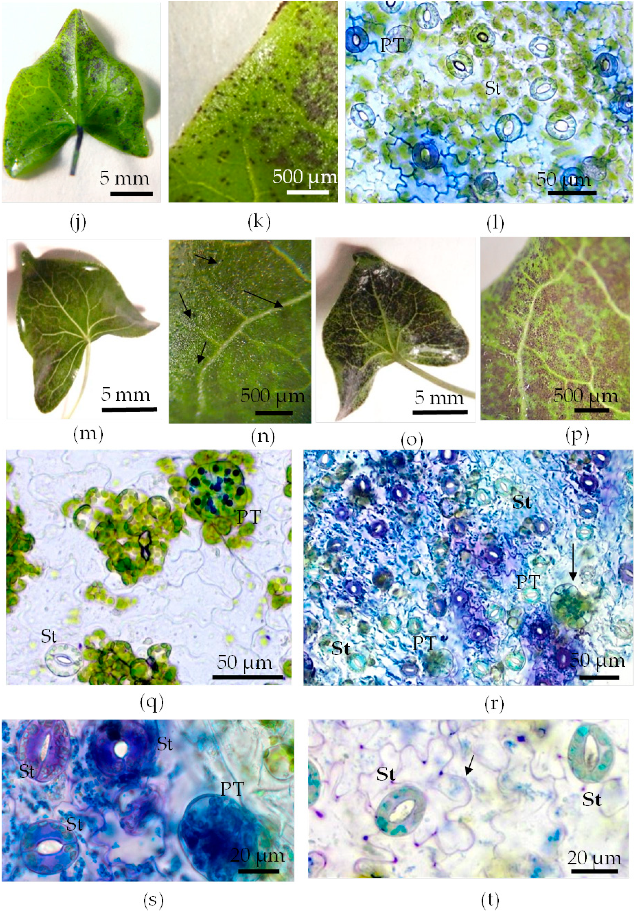 Plants 12 04048 g009b