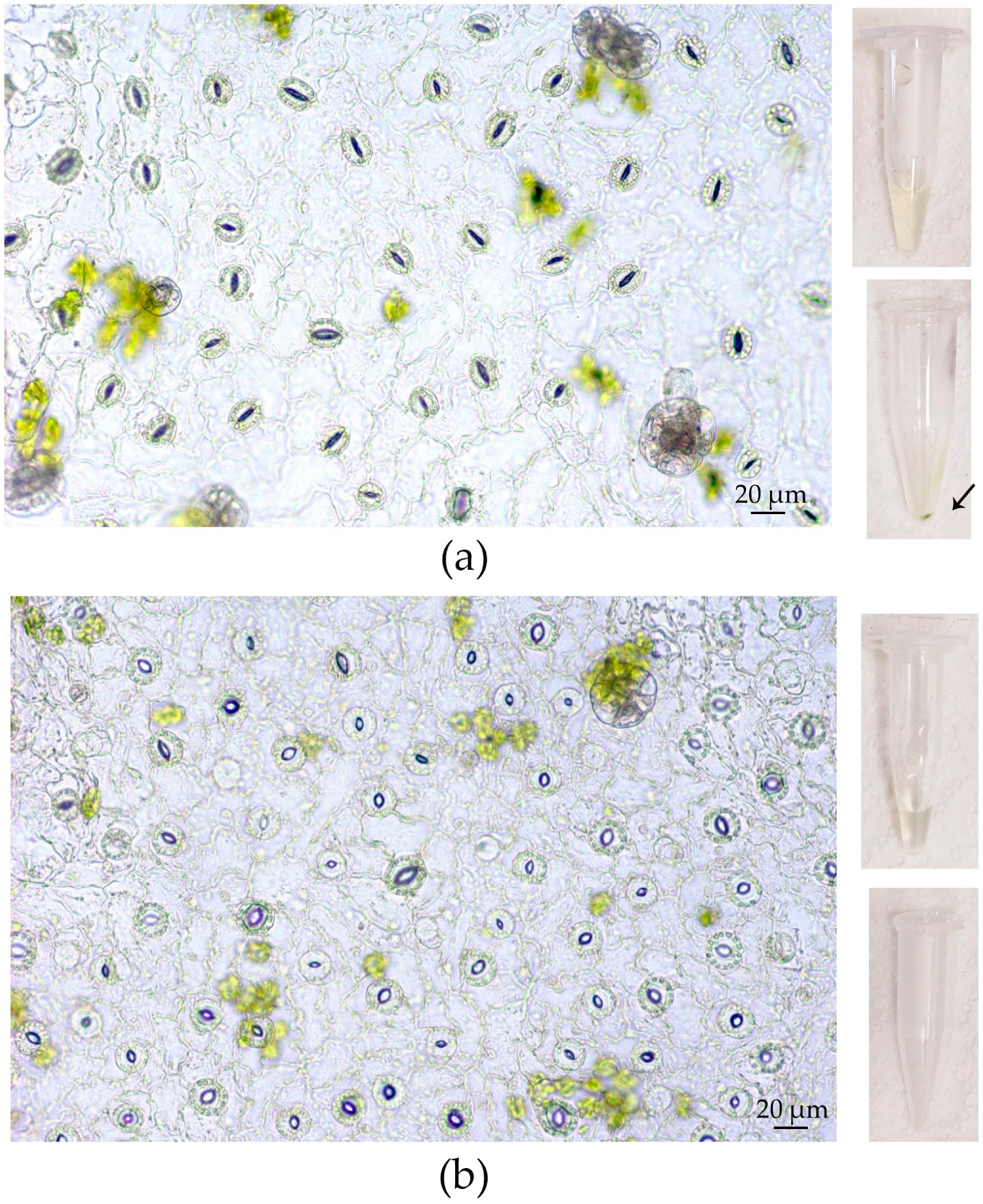 Plants 12 04048 g012