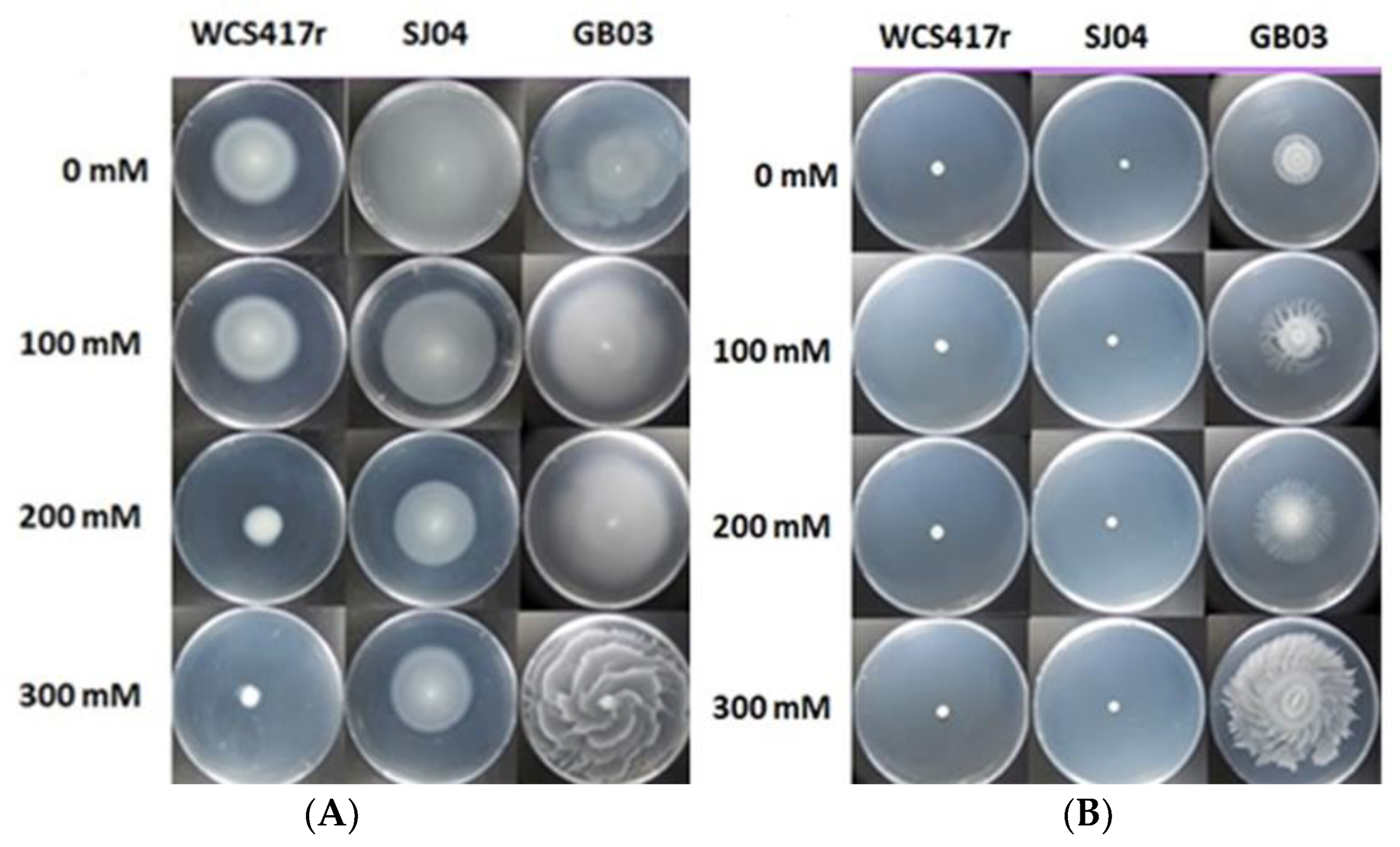 Plants 12 04059 g001