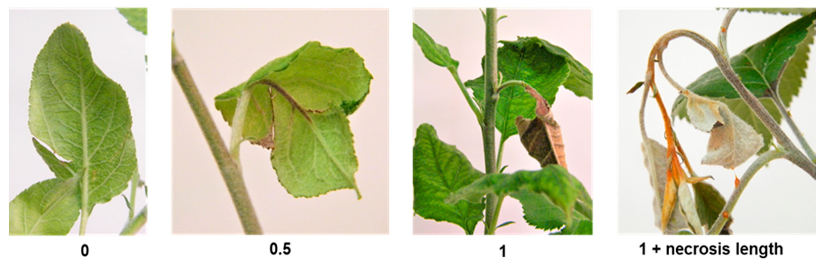 Plants 12 04068 g005