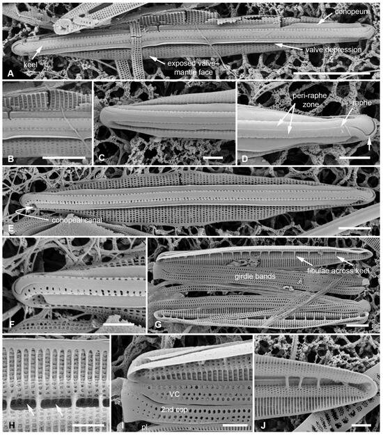 Plants 12 04073 g002