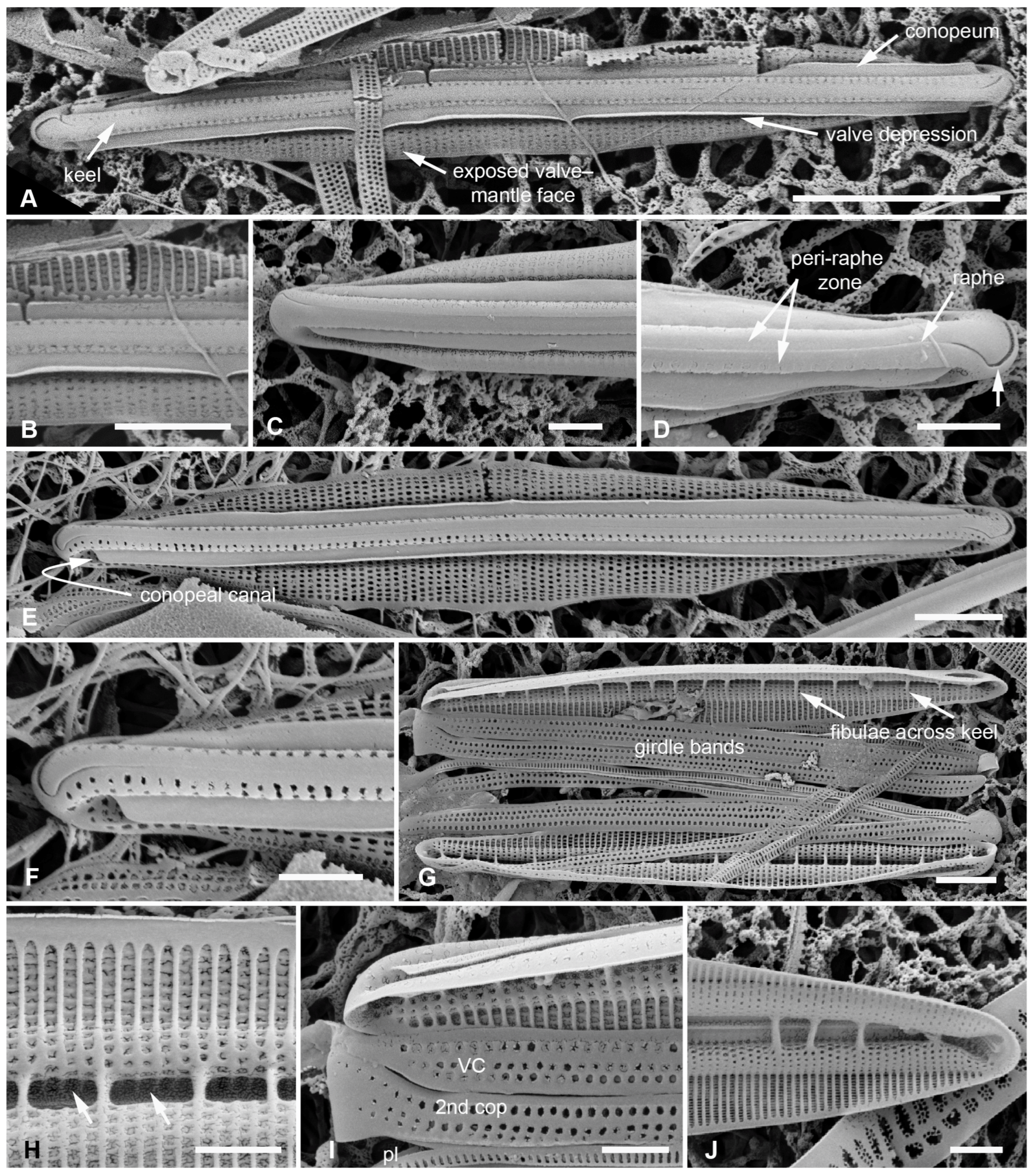 Plants 12 04073 g002